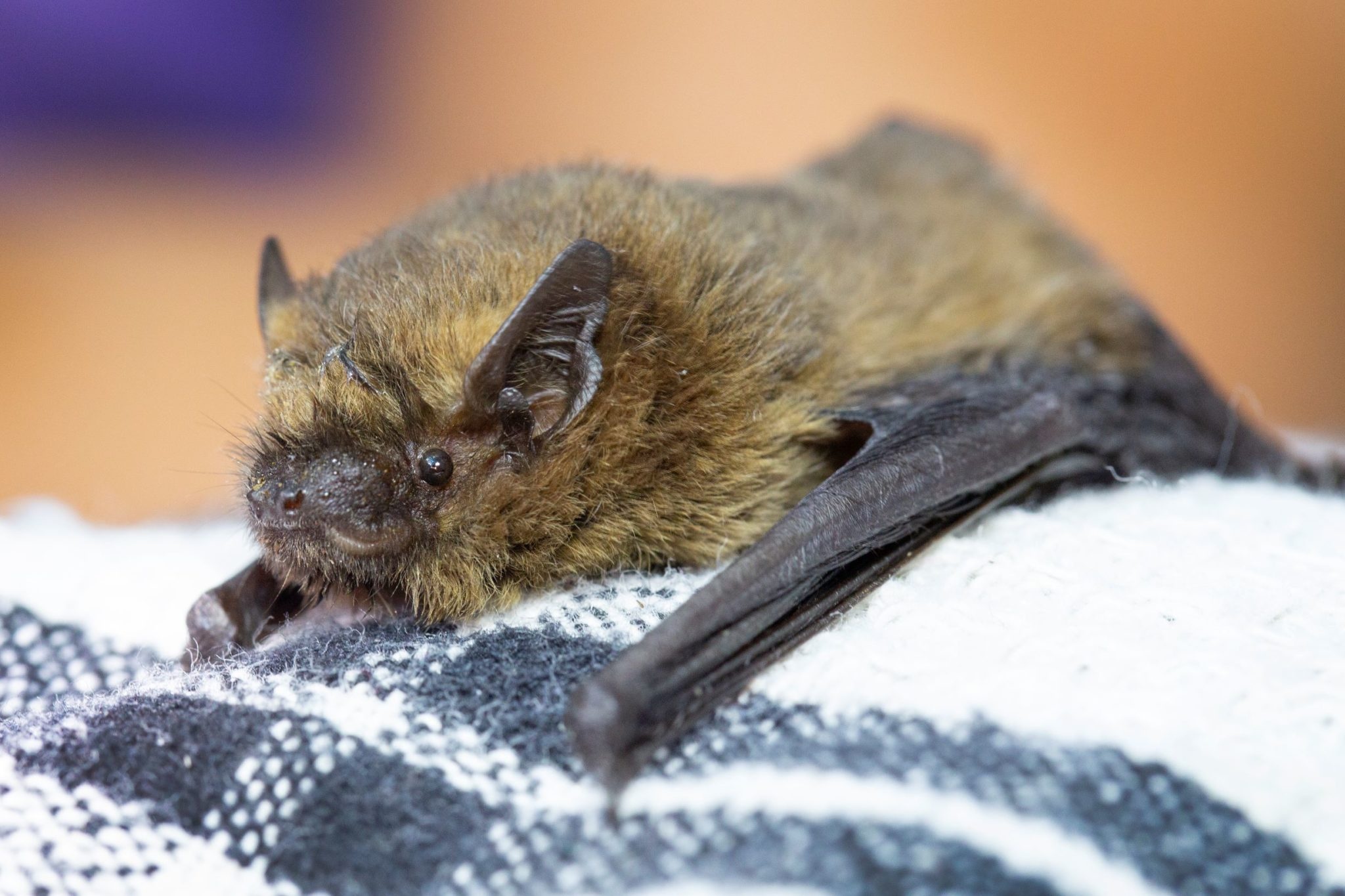 Sponsor wildlife rescue, Aid foundation, UK wildlife, Adopt a bat, 2050x1370 HD Desktop