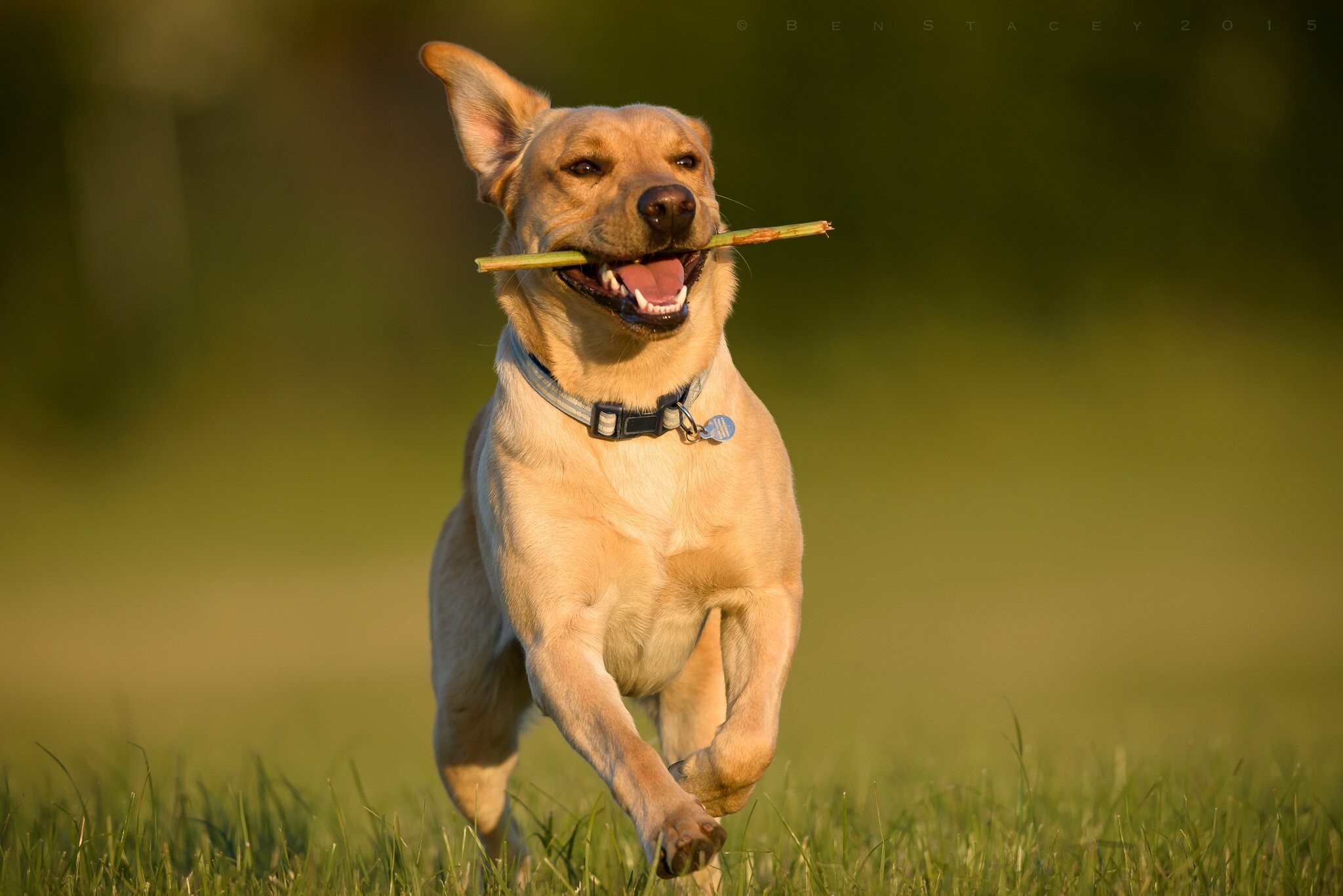 Joyful, Labrador Retriever Wallpaper, 2050x1370 HD Desktop