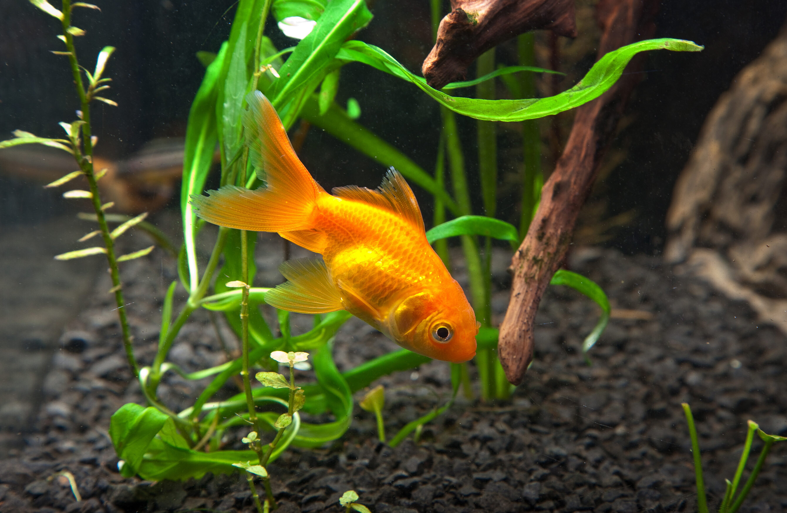 Gold Fish, Nature, HD wallpaper, Background image, 2690x1750 HD Desktop
