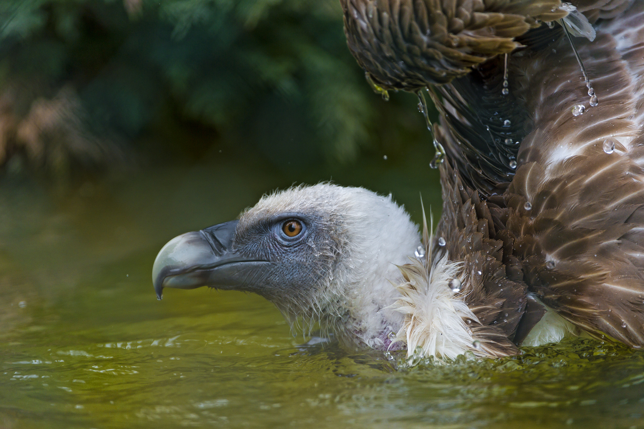 Vulture HD wallpapers, Backgrounds, Picturesque views, 2050x1370 HD Desktop