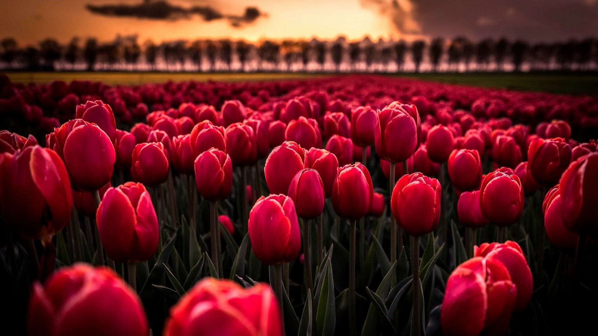 Tulip Field, Tulips Wallpaper, 1920x1080 Full HD Desktop
