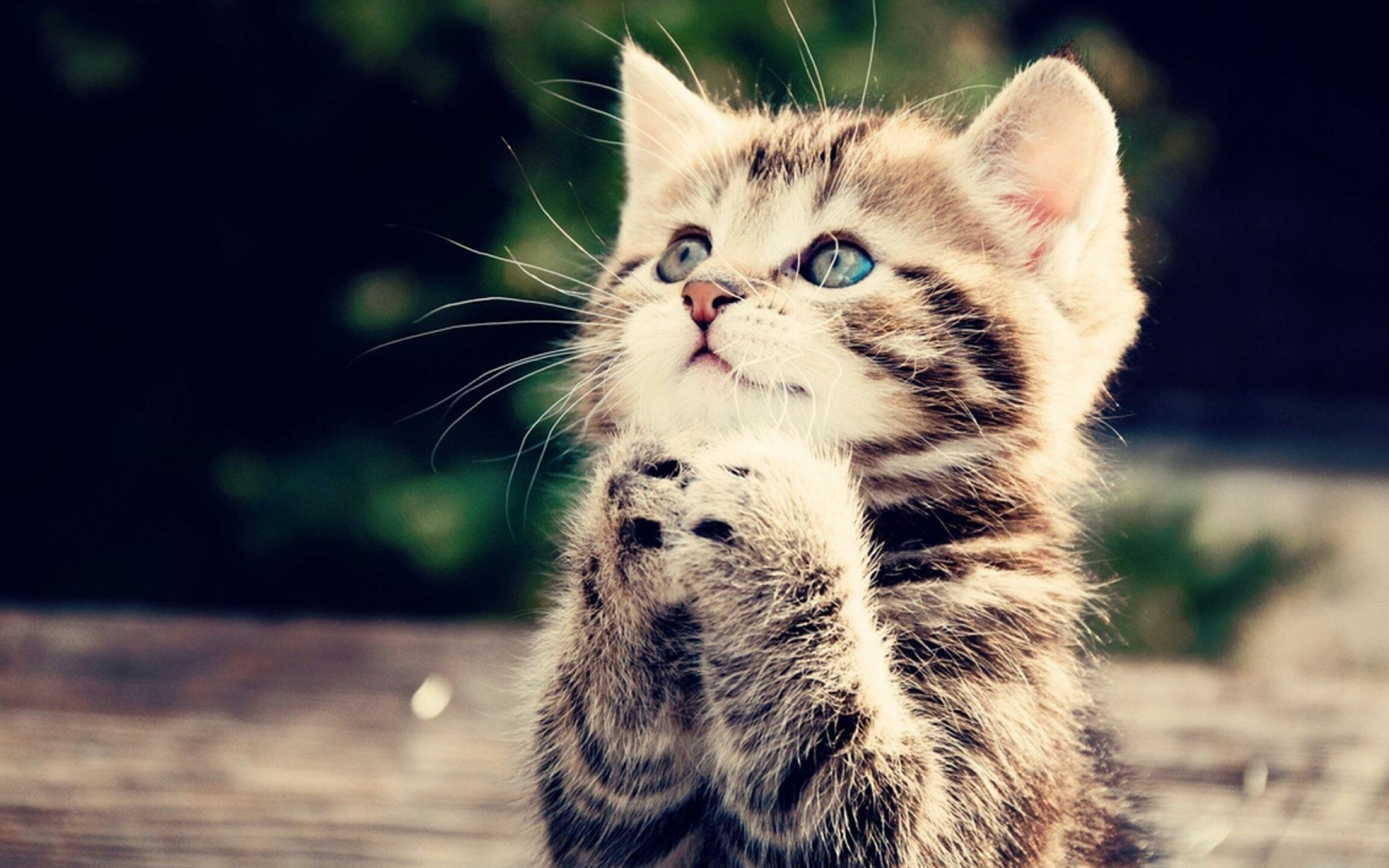 Cat, Playful and mischievous, Cute and cuddly, Pawsome personality, 2560x1600 HD Desktop