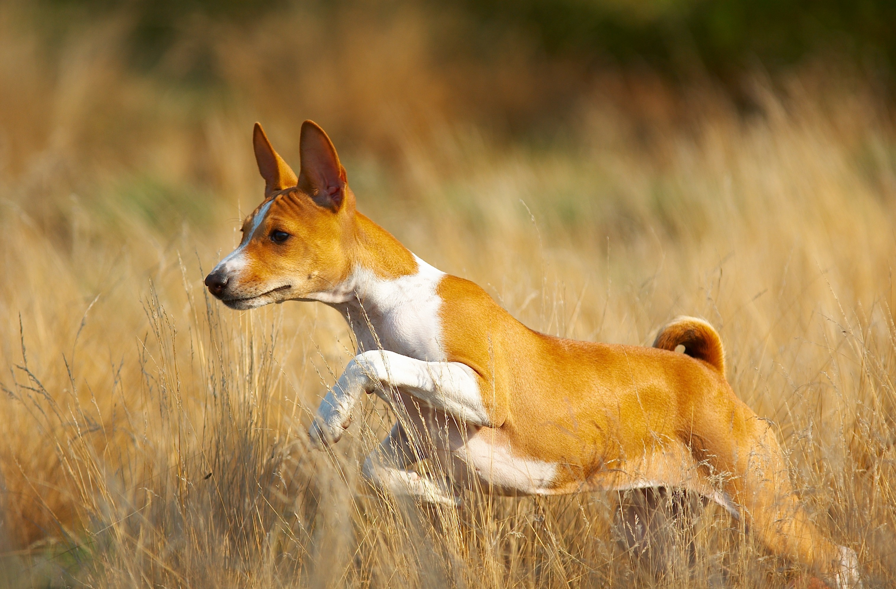 Basenji Dog, Breed spotlight, DNA test, Mutt identification, 3040x2000 HD Desktop