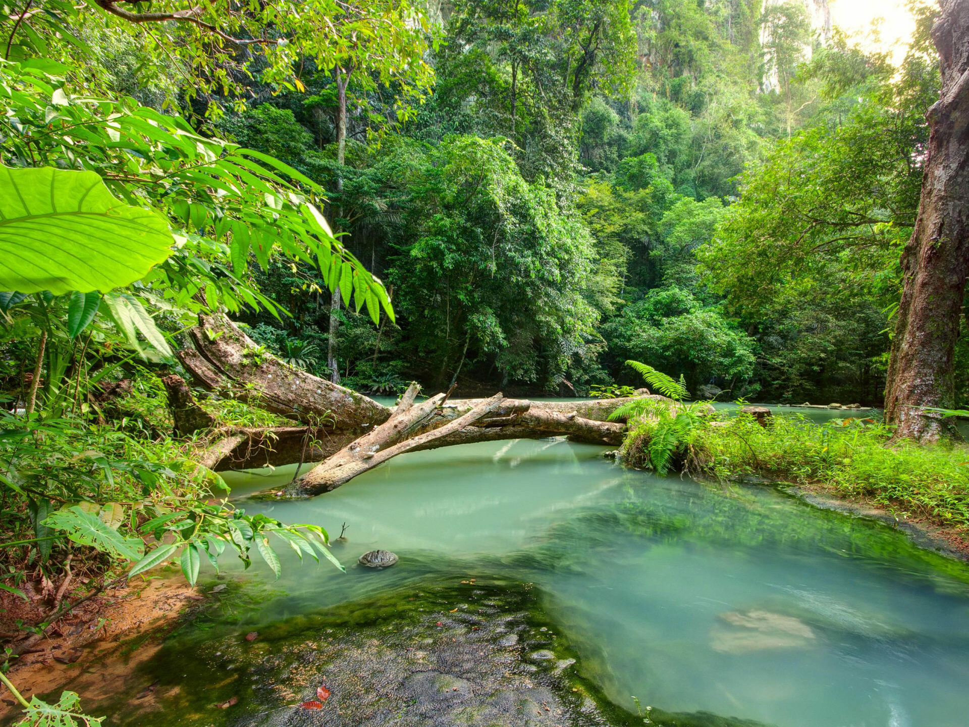Tropical landscape, Blue river, Fallen wood, Rain forest wonder, 1920x1440 HD Desktop