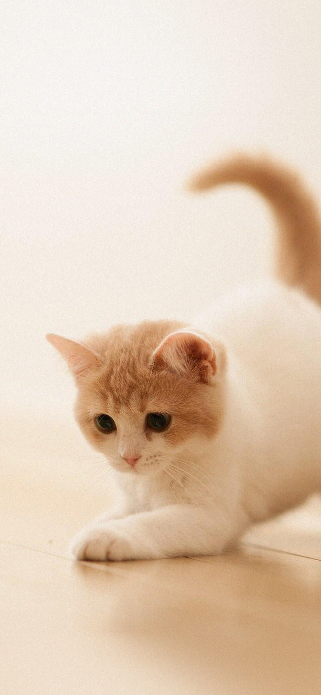 Cute cat, Kitten animal wallpaper, 1130x2440 HD Phone