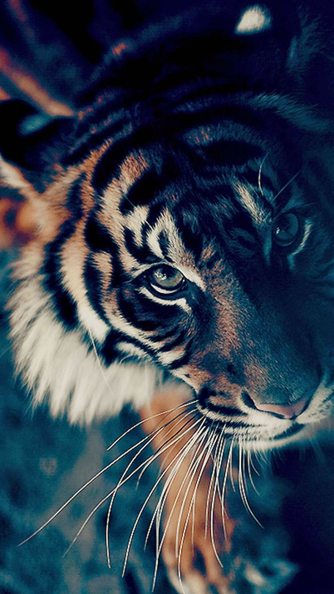 Cute tiger cub, Innocent curiosity, Furry companion, Endearing charm, 1080x1920 Full HD Phone