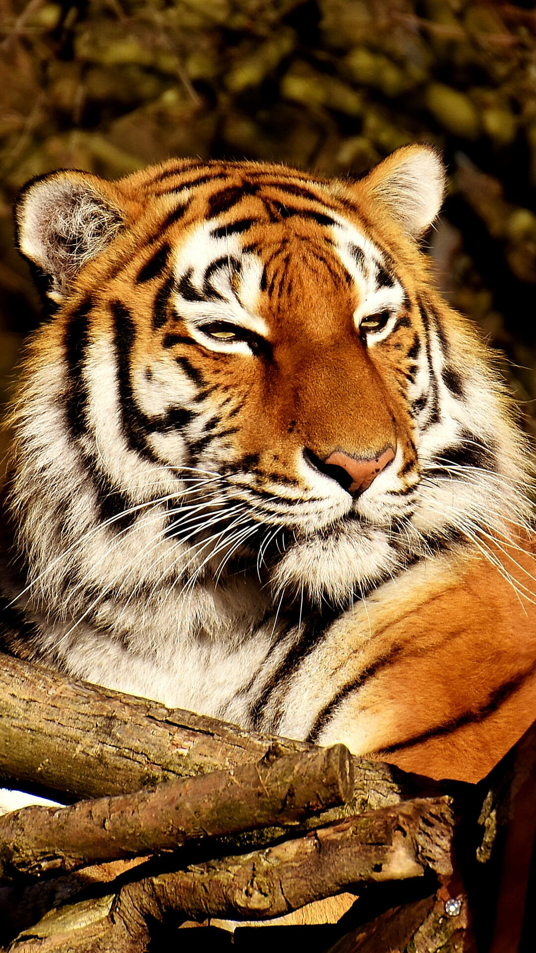 Tiger smartphone wallpaper, Exquisite design, Thypix 42, Mobile beauty, 1080x1920 Full HD Phone