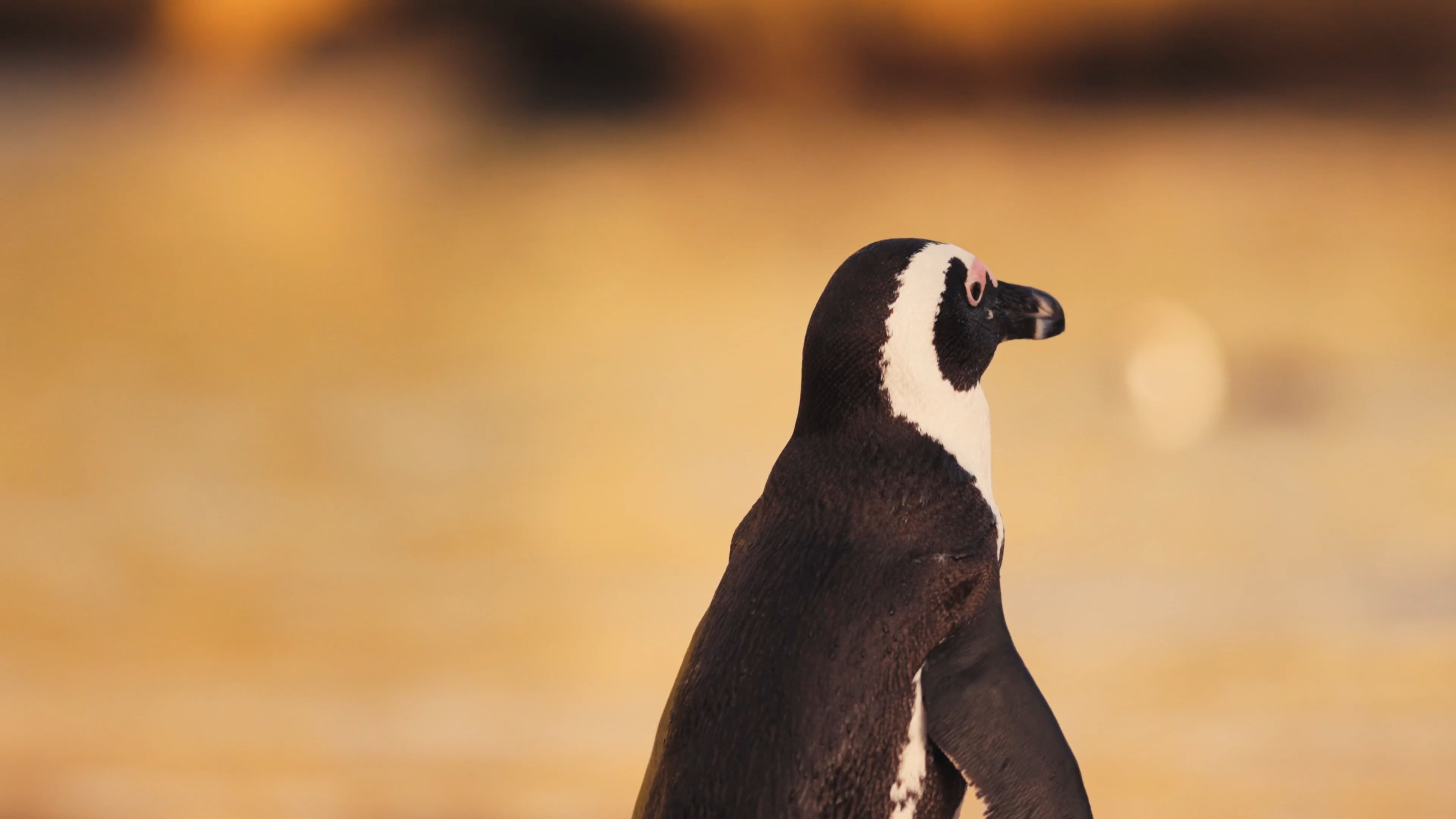 The African, Penguins Wallpaper, 3840x2160 4K Desktop