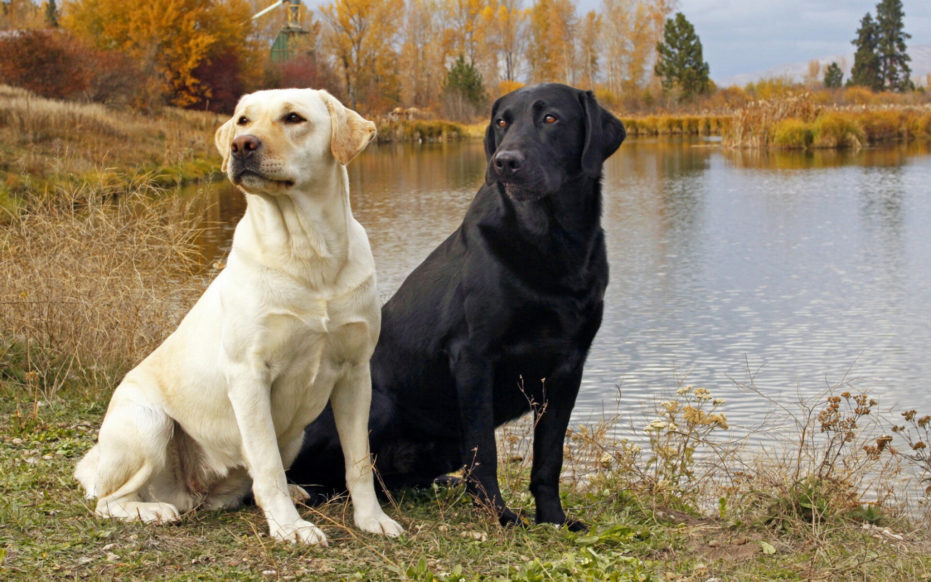 Couple, Labrador Retriever Wallpaper, 1920x1200 HD Desktop