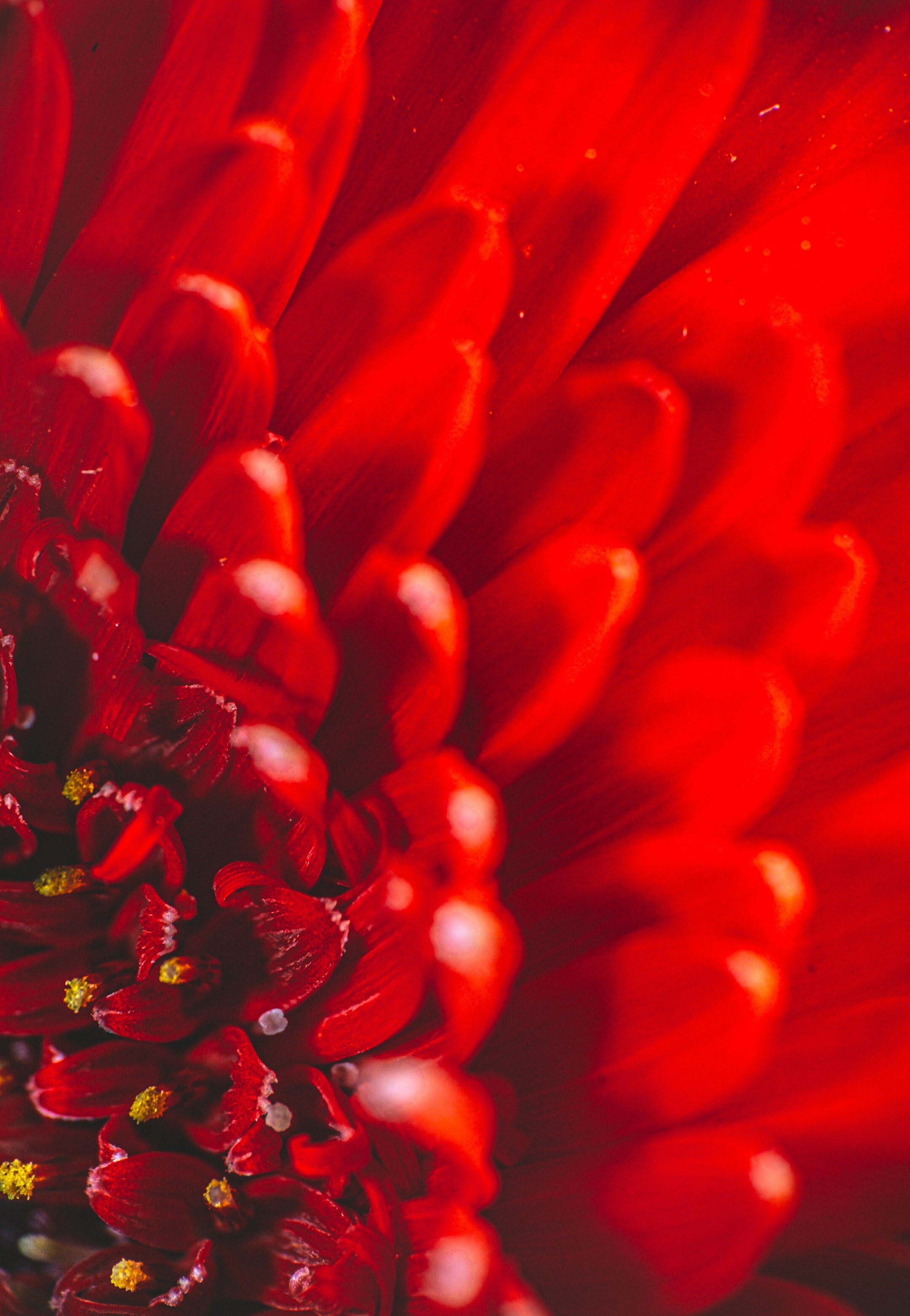 Close-up, Chrysanthemums Wallpaper, 2160x3130 HD Phone