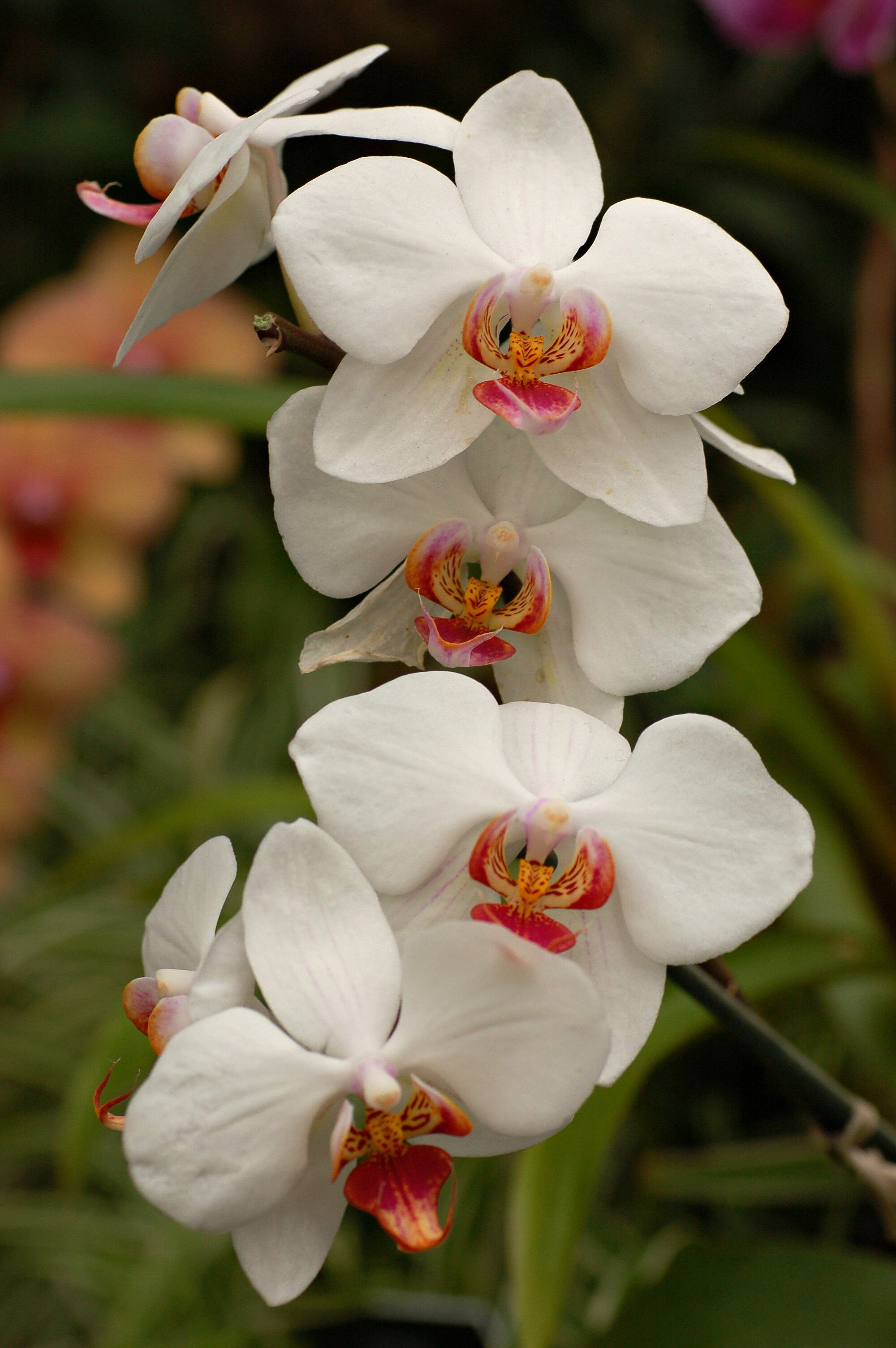 White orchid serenity, Elegant backgrounds, Fresh beauty, Delicate petals, 2000x3010 HD Phone