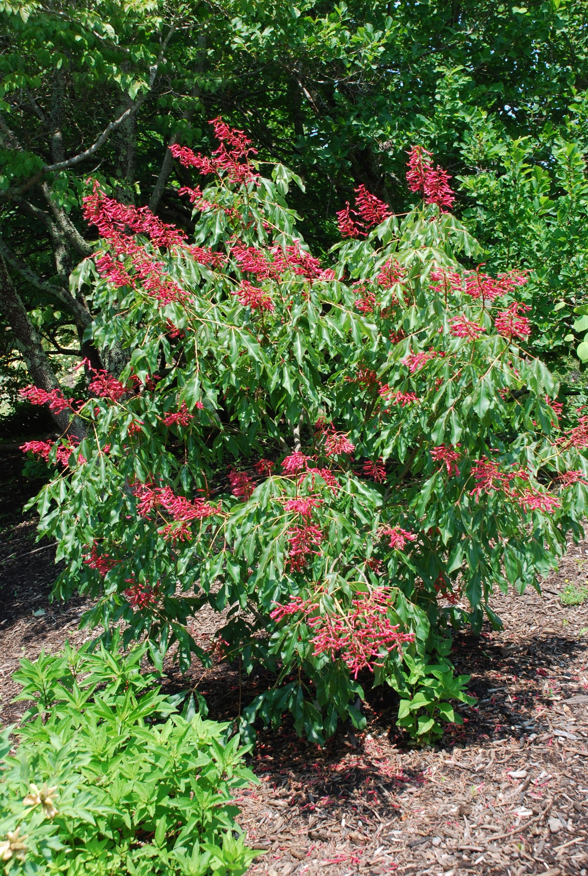 Buckeye Tree, Landscape delight, Hugh Conlon's choice, Horticultural wonder, 1950x2900 HD Phone