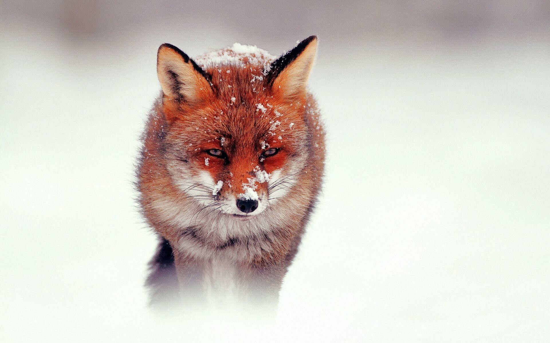 Cute red fox, Free wallpapers, Adorable creature, Playful nature, 1920x1200 HD Desktop