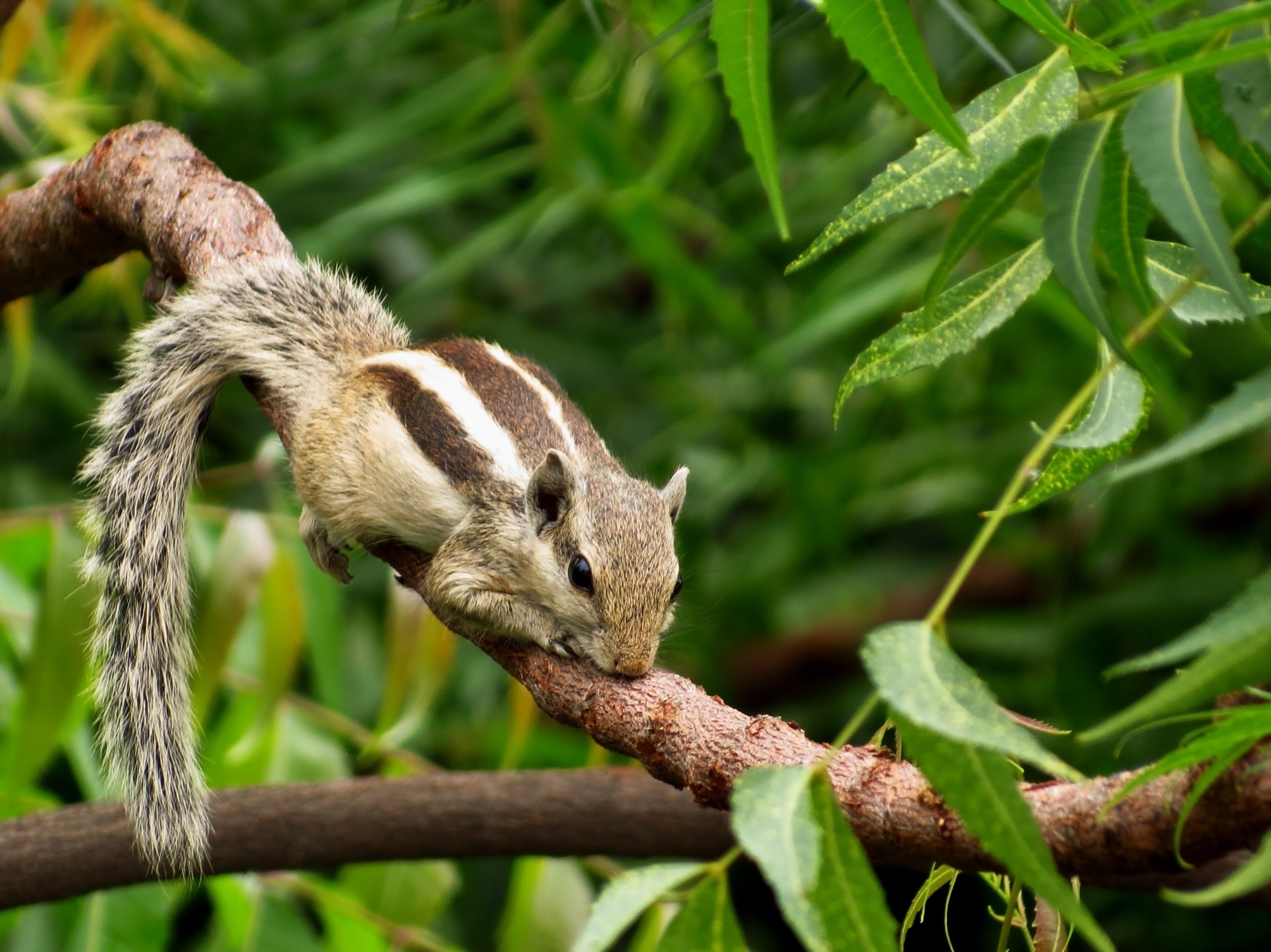 Chipmunk, Animals, Wallpaper, Leaves, 2670x2000 HD Desktop