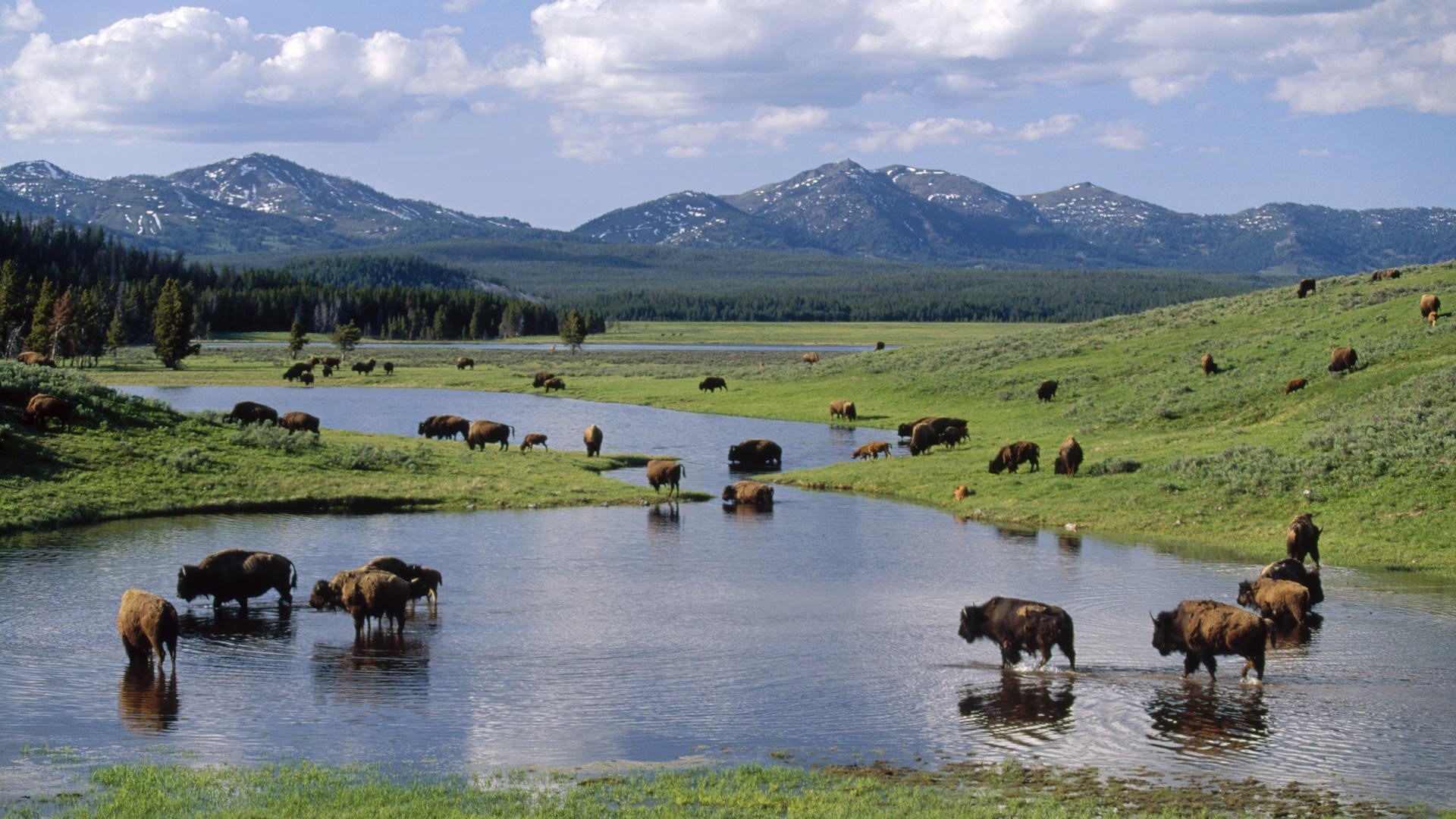 Yellowstone National Park, American bison, Wyoming's gem, Wildlife wallpaper, 1920x1080 Full HD Desktop