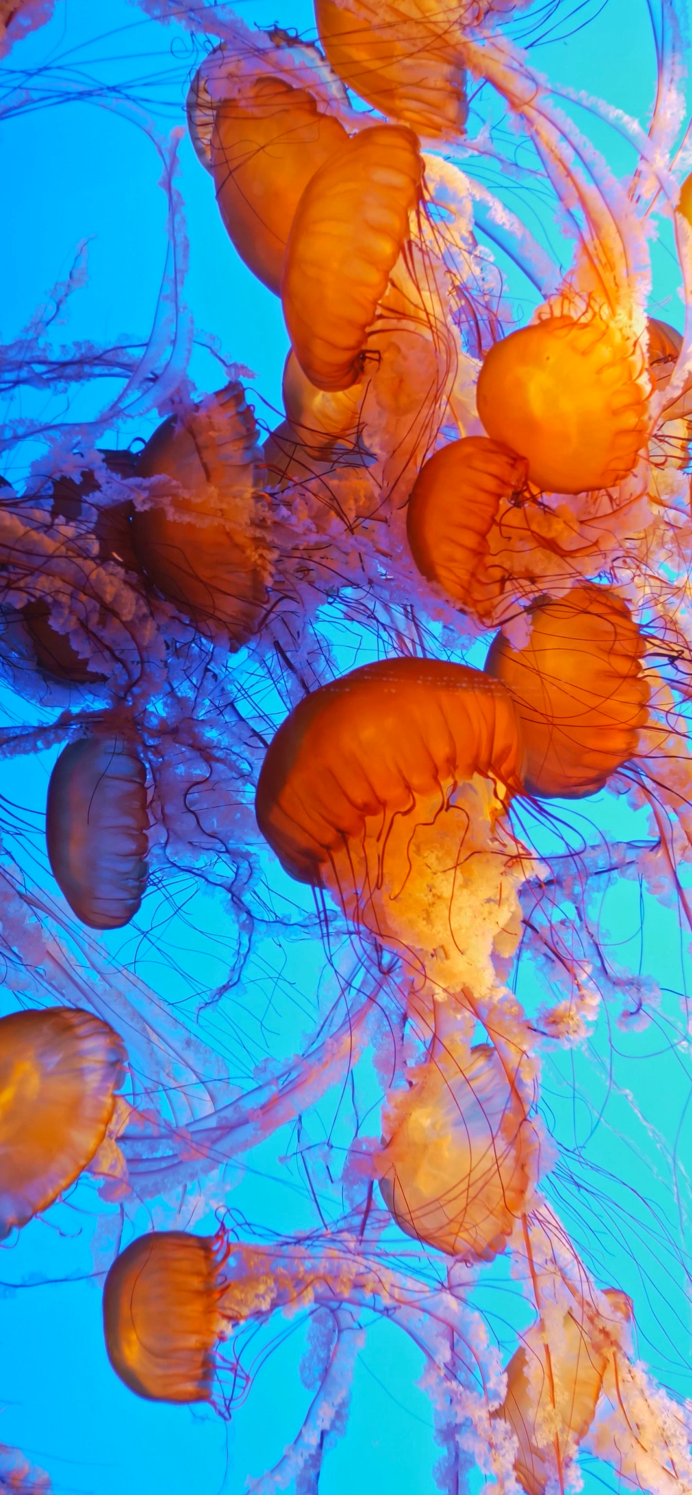 Chrysaora fuscescens, Jellyfish Wallpaper, 1430x3080 HD Phone