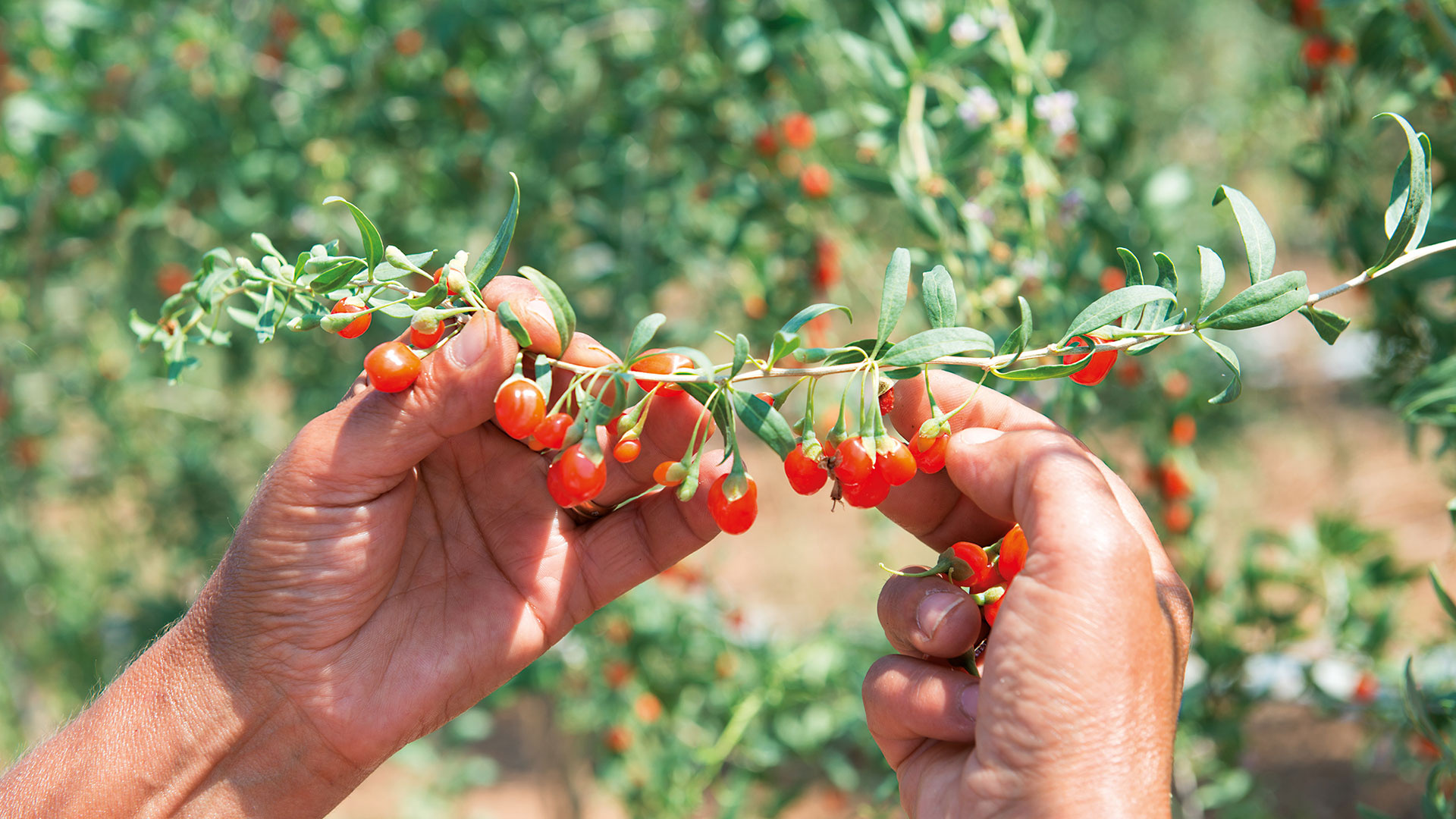 Goji Berries, Natural antioxidant snack, Giuseppe Verdi selection, Italian product, 1920x1080 Full HD Desktop