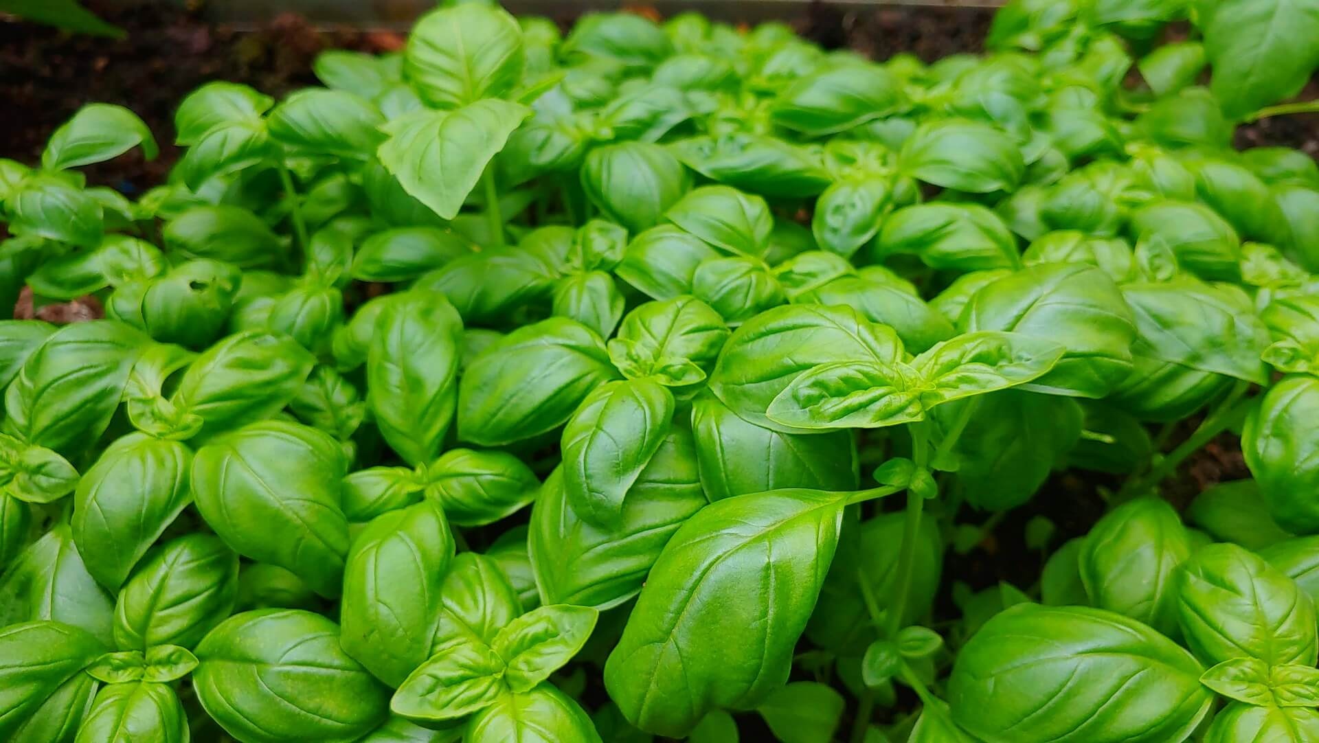 Growing basil indoors, Grow lights, Herbswithin, Basil plant, 1920x1090 HD Desktop