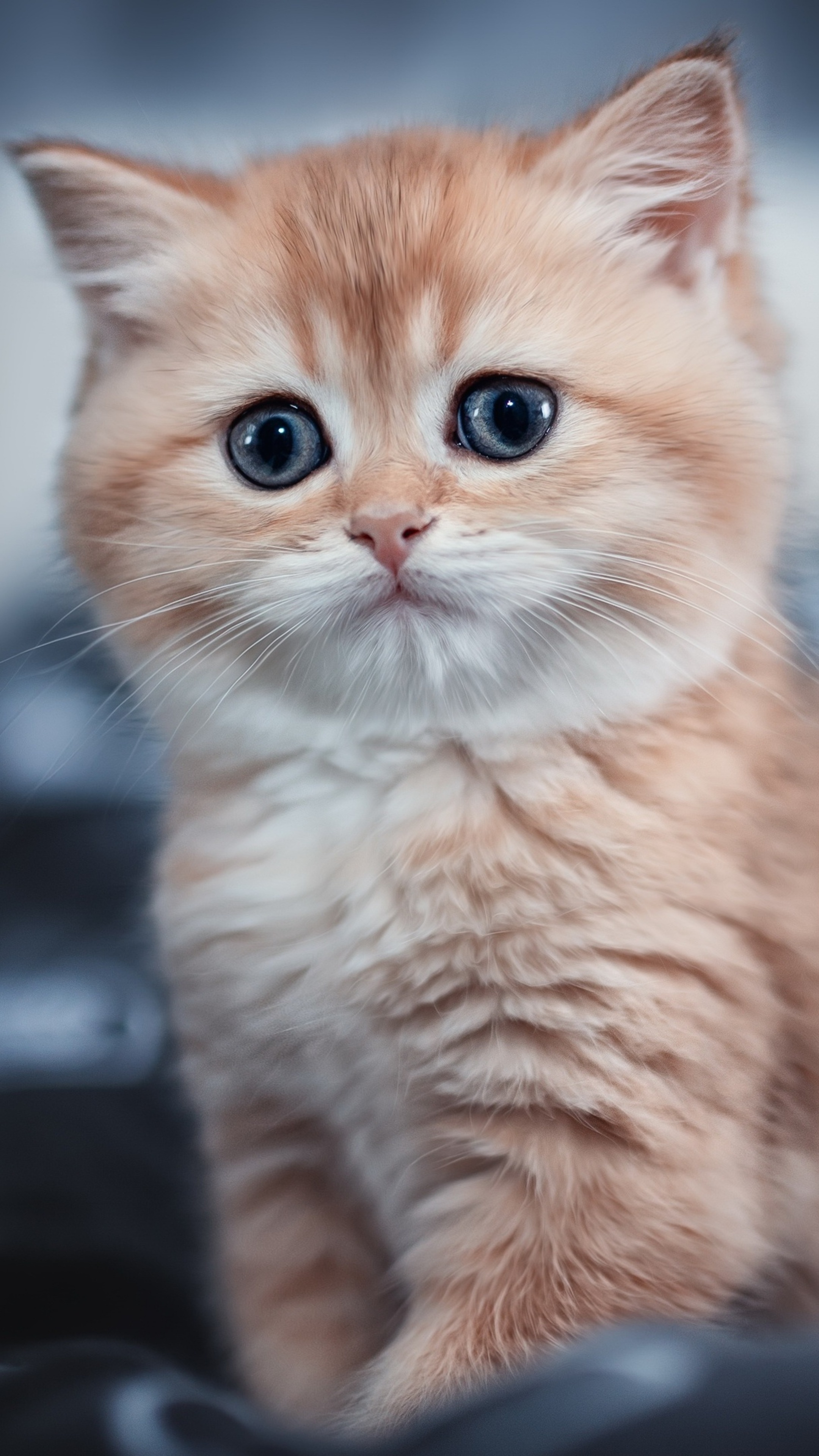 cream British Shorthair kitten, round blue cat eyes, white kitten whiskers, 4K Phone wallpaper