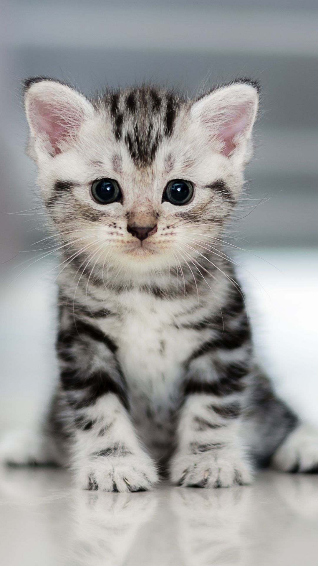 silver tabby kitten, sitting baby cat, reflective white surface, Full HD Phone wallpaper