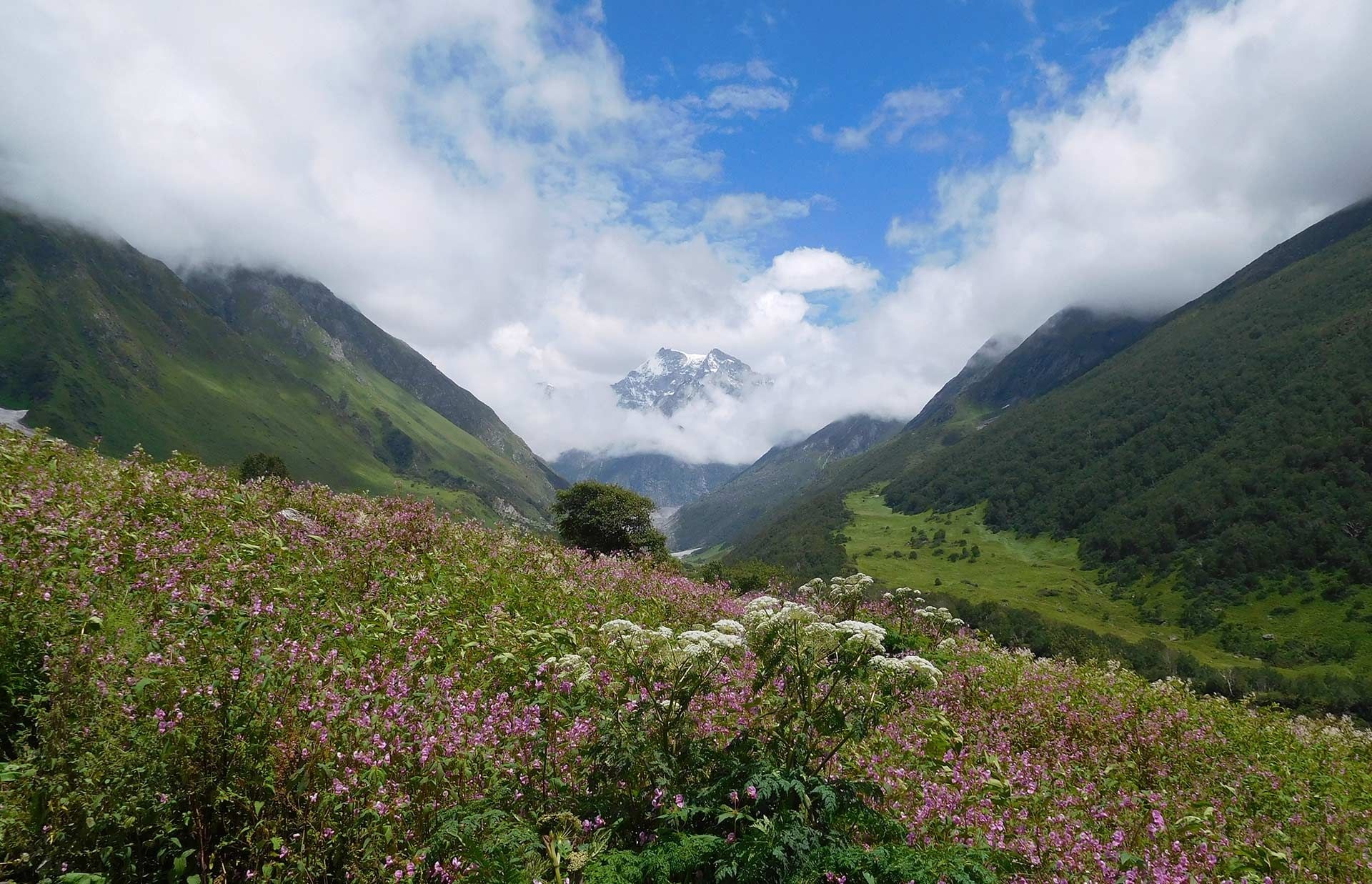 Valley of Flowers, Ideas in 2022, 1920x1240 HD Desktop