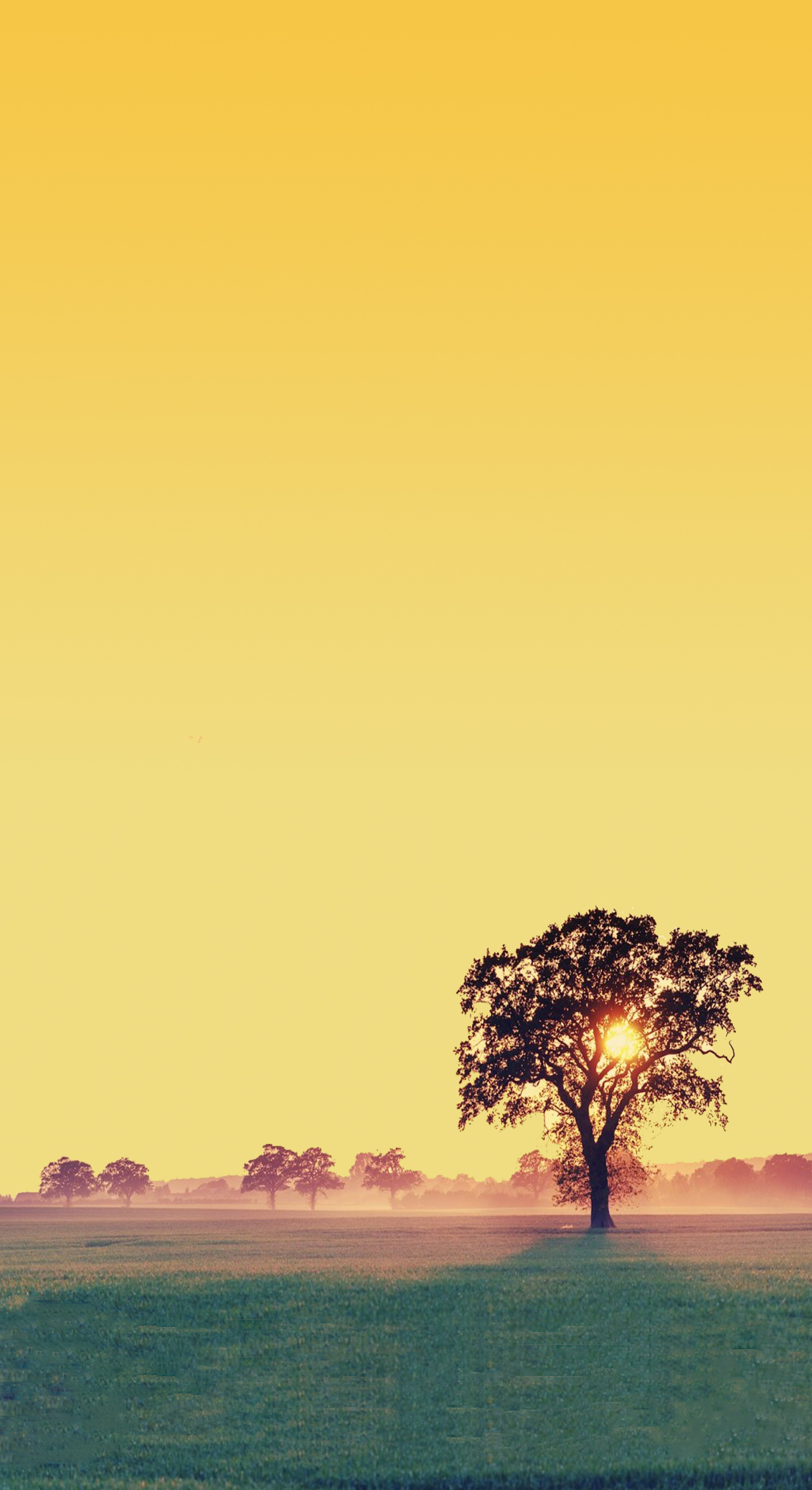 lone tree silhouette, misty morning meadow, golden yellow sky, HD Phone wallpaper