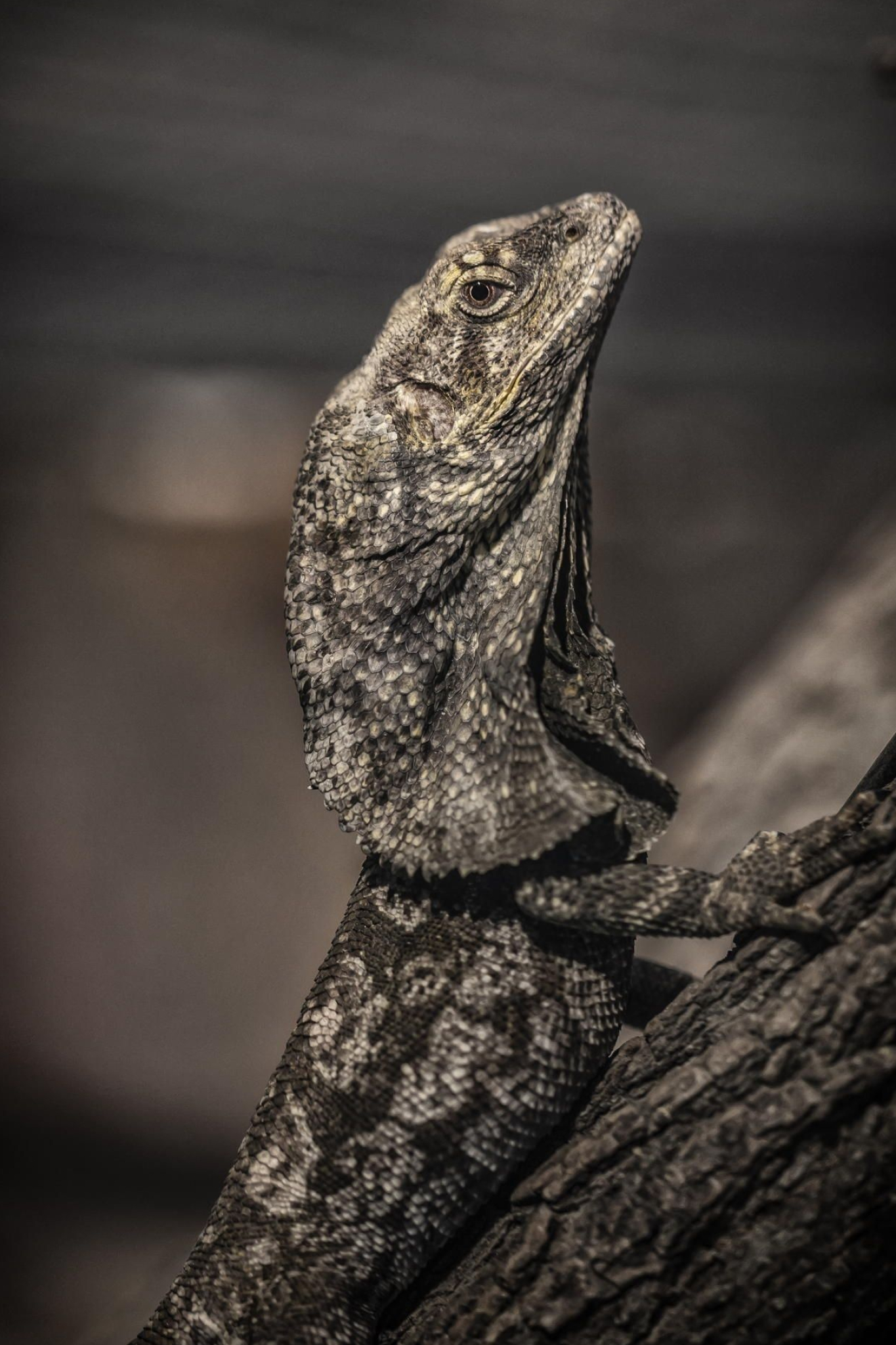 Frilled lizard, Reptilian beauty, Nature's wonders, Exquisite frillies, 1370x2050 HD Phone