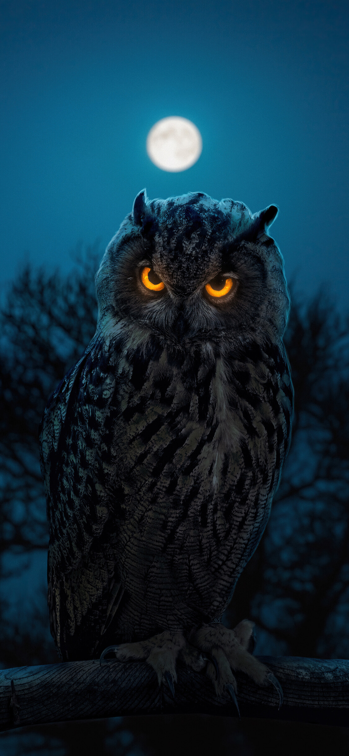 Glowing owl eyes, iPhone compatible, HD 4k wallpapers, Stunning imagery, 1130x2440 HD Phone