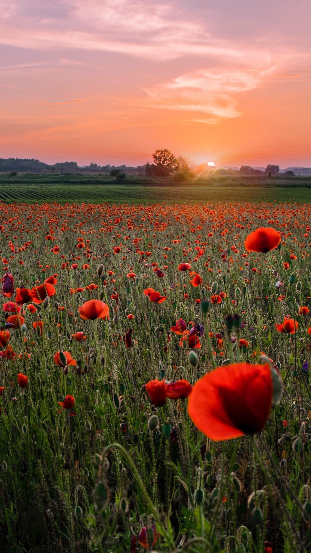 Poppy field, Striking red flowers, Nature's allure, Fields of dreams, 1080x1920 Full HD Phone