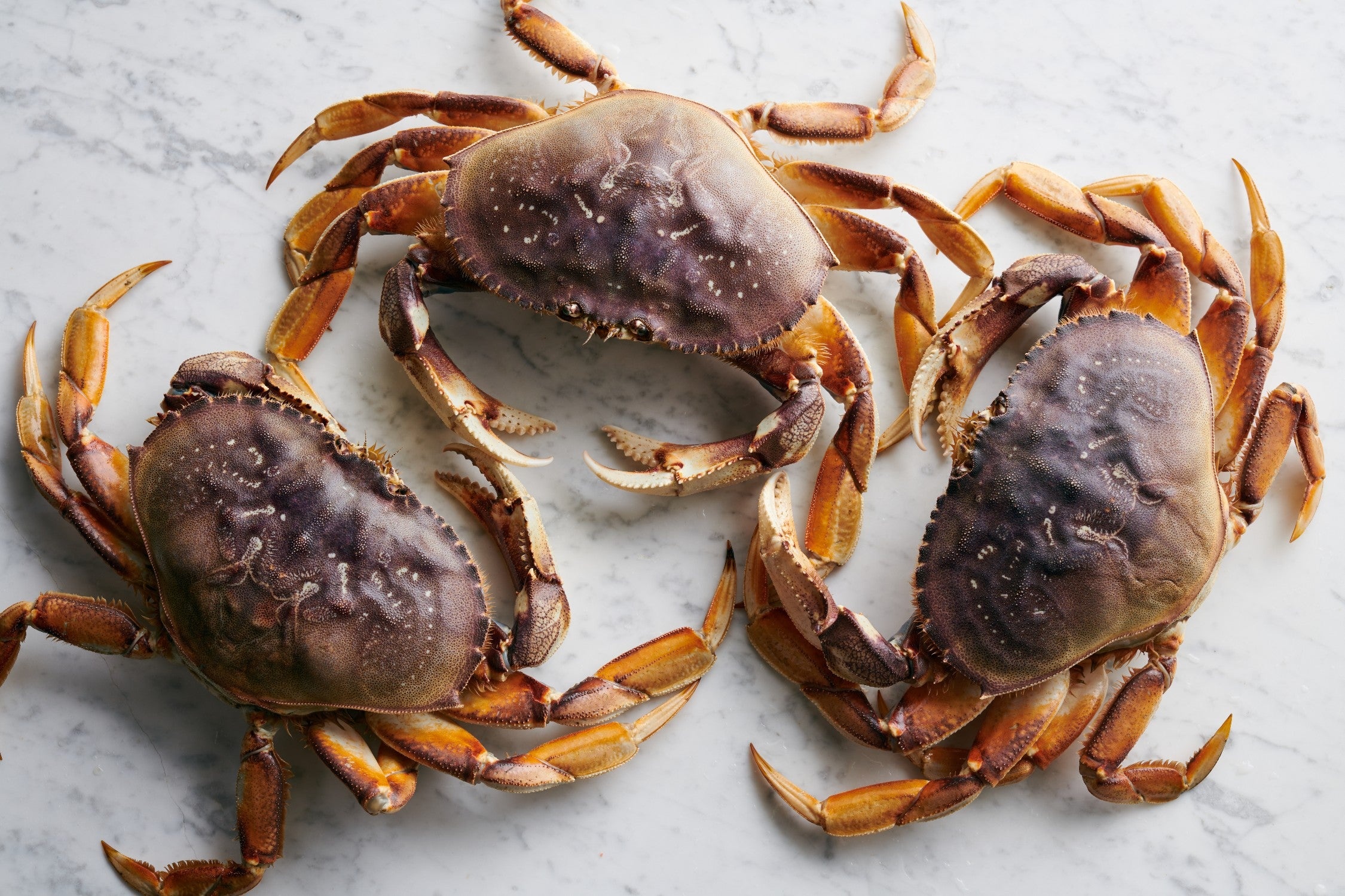 Dungeness crab, Crabs Wallpaper, 2250x1500 HD Desktop