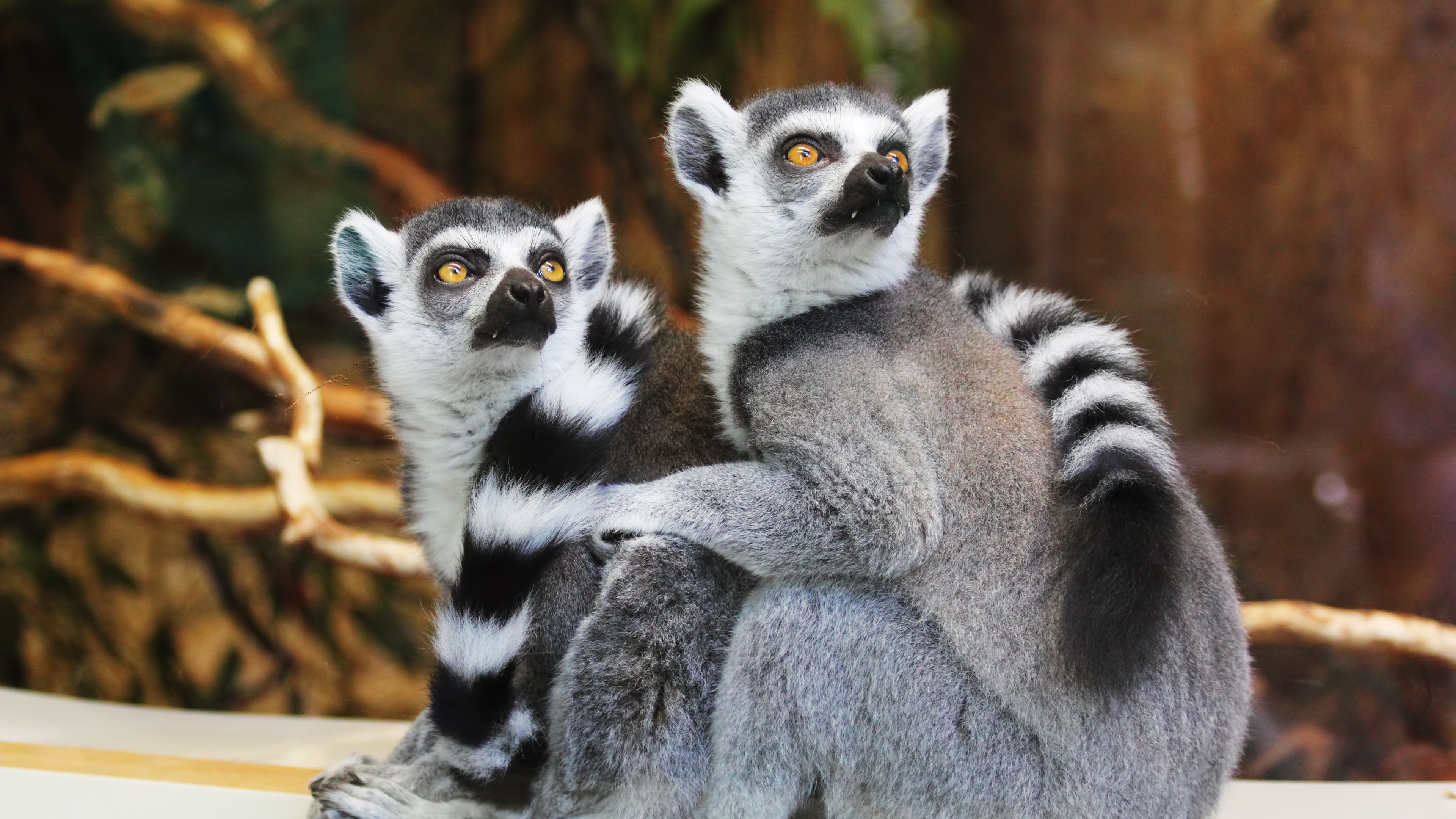 Lemur 4K ultra HD wallpaper, Wildlife appreciation, Primate beauty, Nature's marvels, 3840x2160 4K Desktop