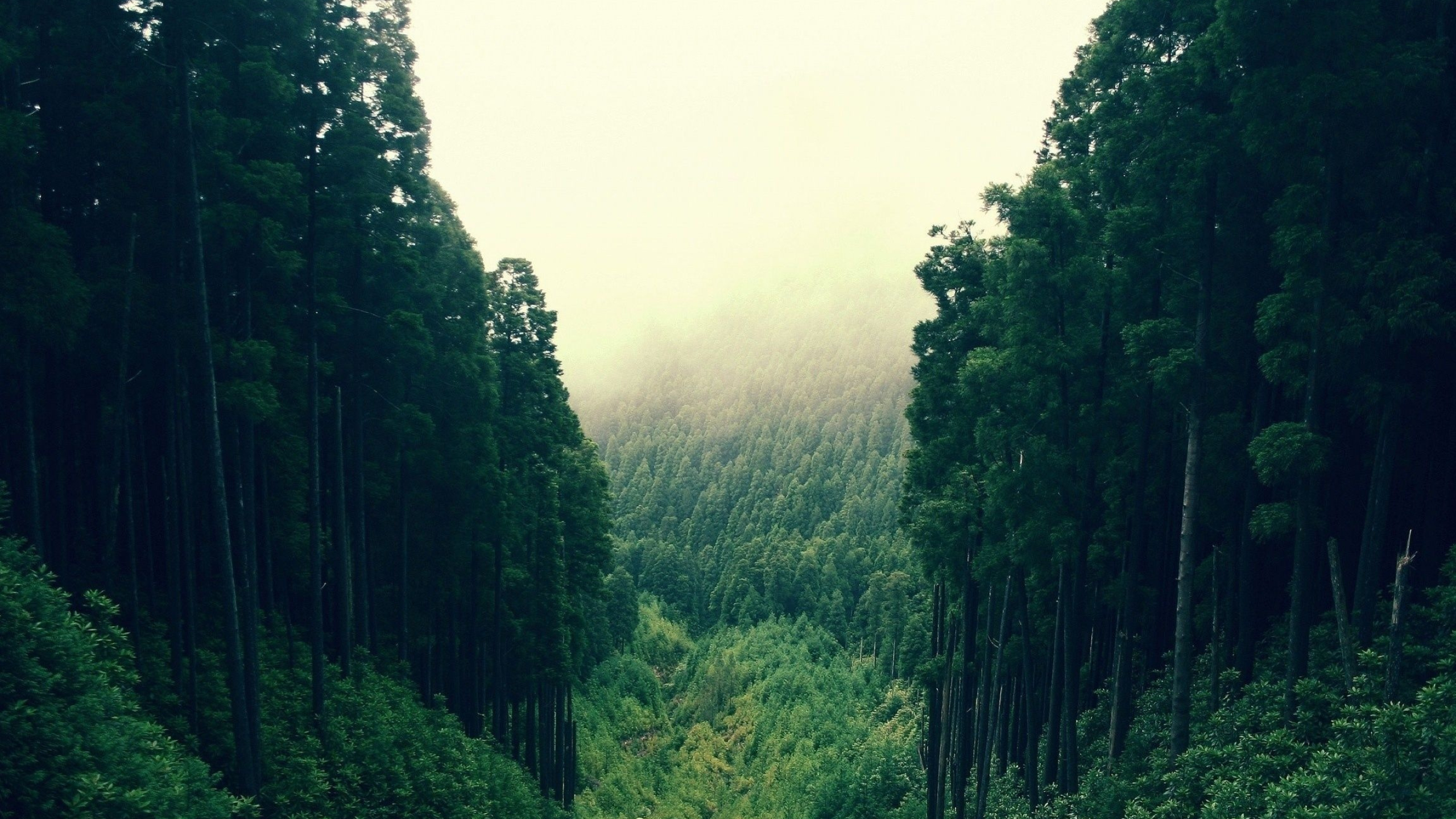 Green Forest, Green wallpapers, Forest scenery, 2560x1440 HD Desktop