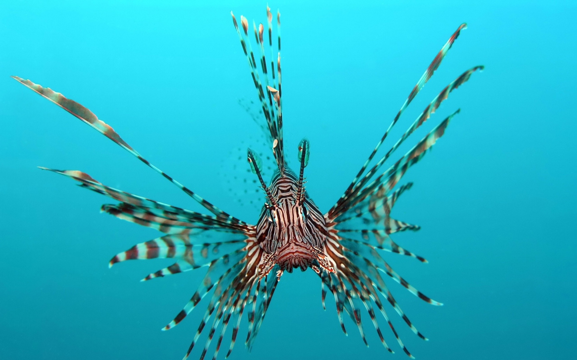 Red lionfish, Fanned venomous spines, Turquoise open water, HD Desktop wallpaper