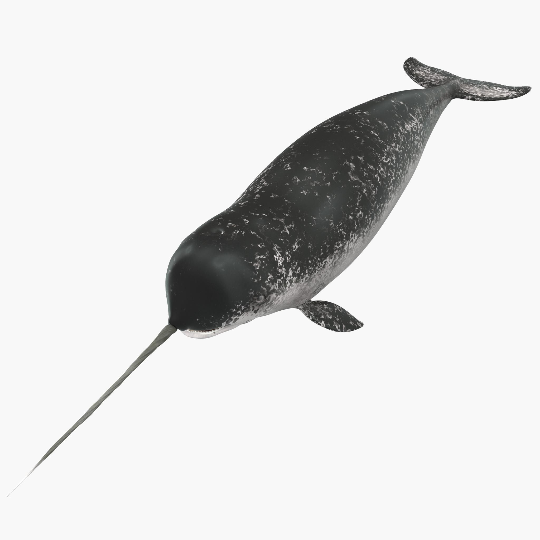 Narwhal, 3D model, Whale pictures, 2050x2050 HD Phone