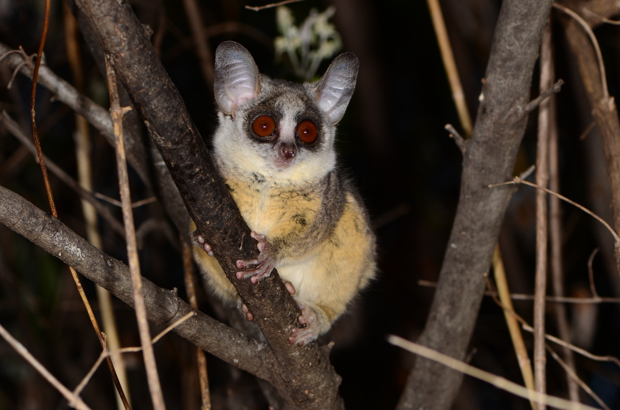 Bush Baby (Galago), Southern lesser galago, Galago moholi, United Kingdom primates, 2050x1360 HD Desktop