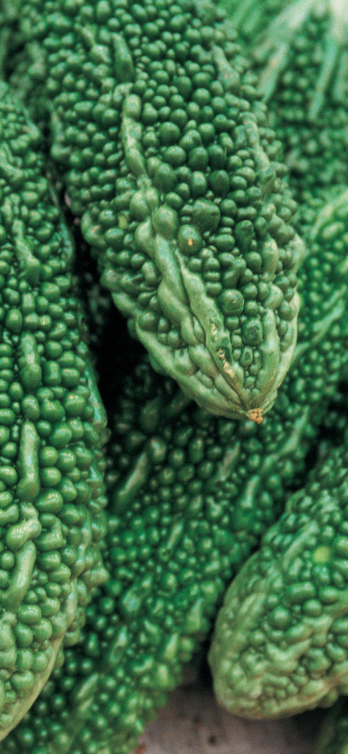 Bunch of bitter gourd, Nutritional powerhouse, Health benefits, Unique vegetable, 1130x2440 HD Phone