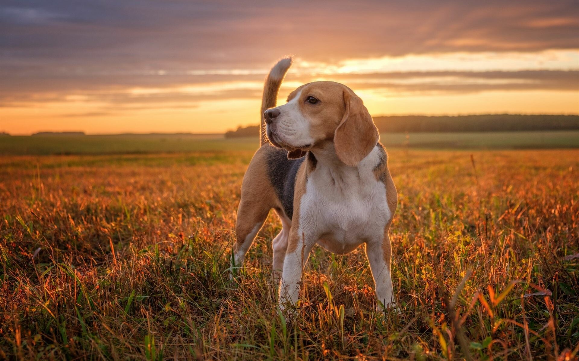 Beagle, Beagle wallpaper, Hd 4k, Cool wallpapers, 1920x1200 HD Desktop