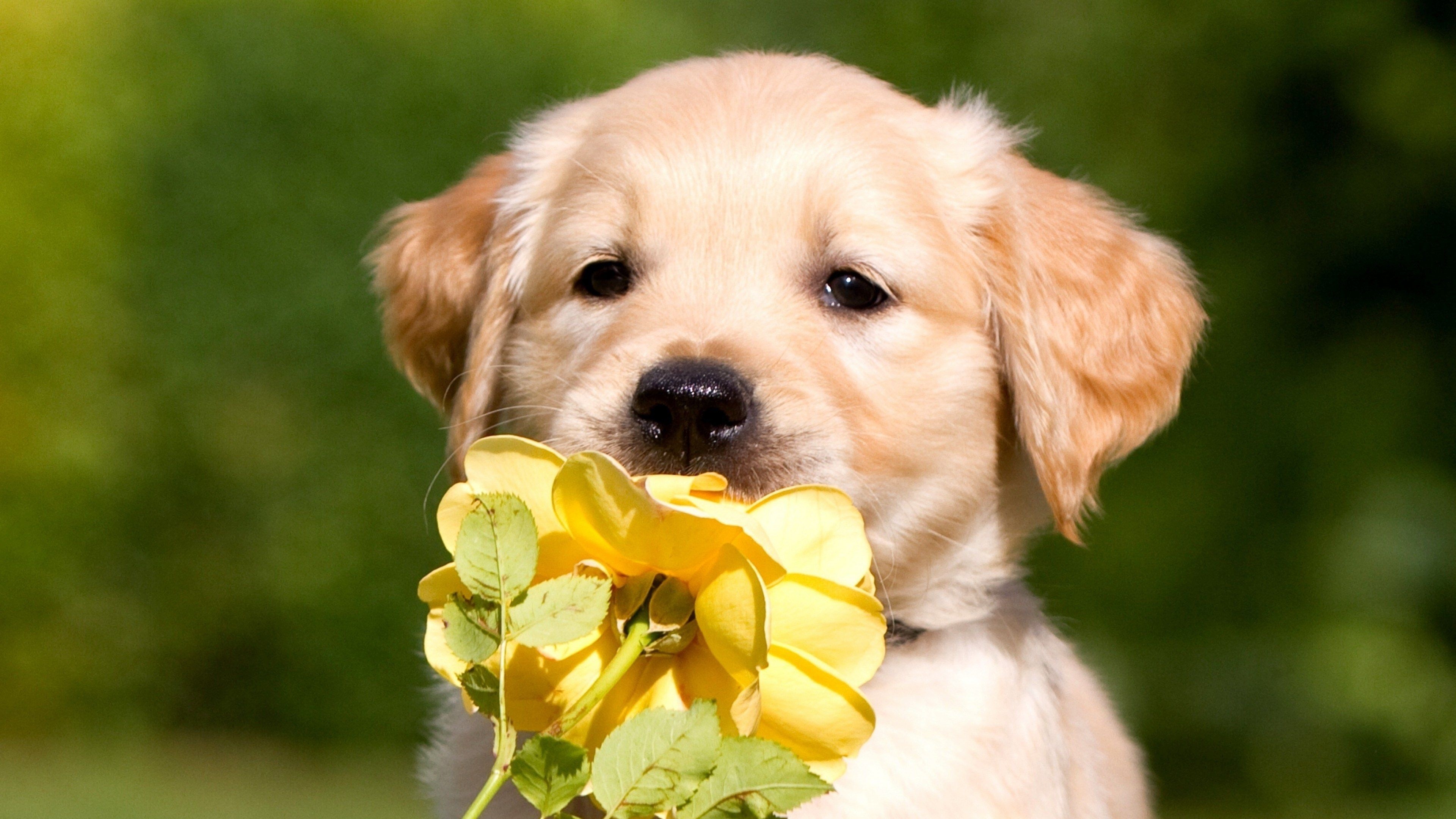 Puppy, Pets Wallpaper, 3840x2160 4K Desktop