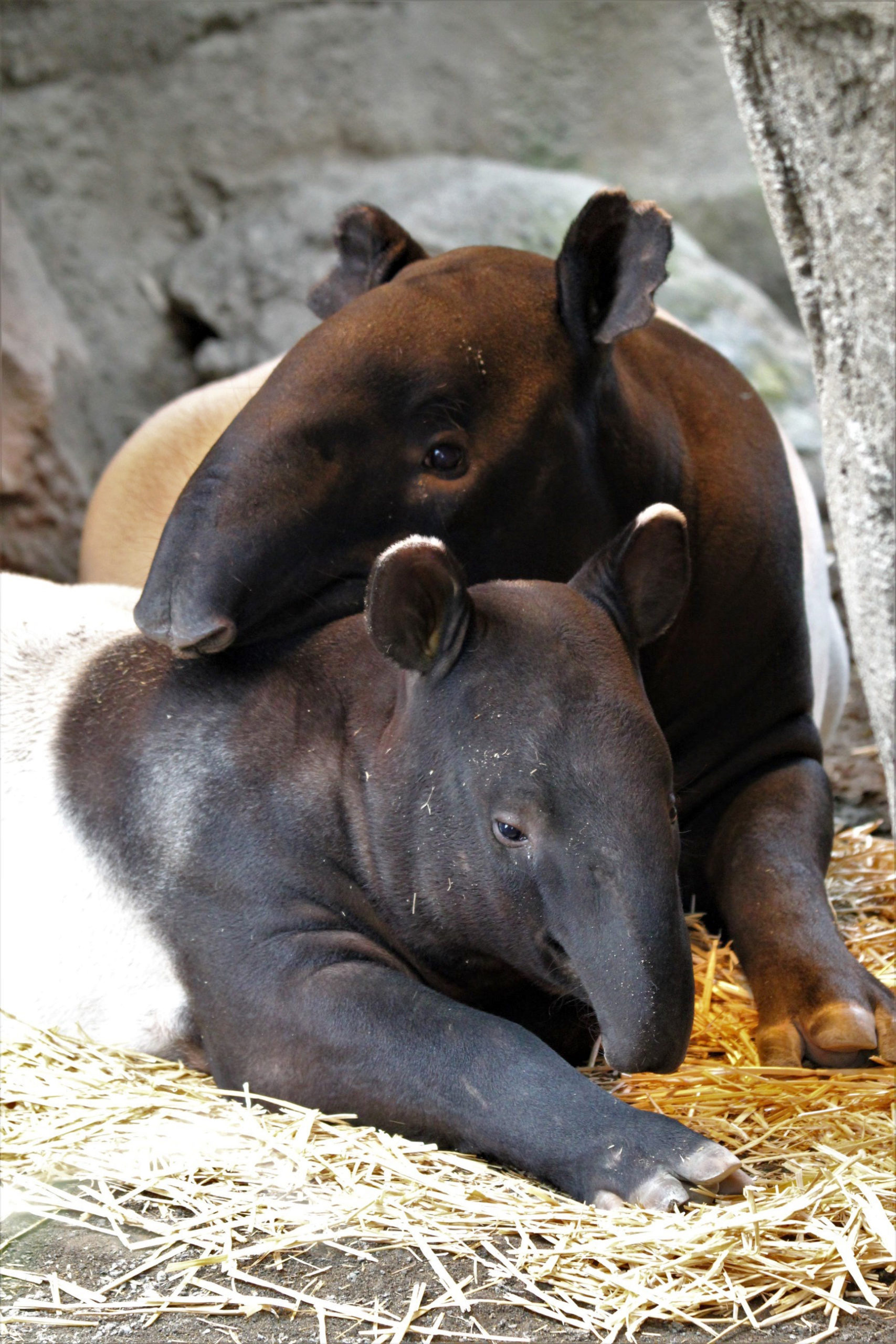 Tapir calf Kazu, Point Defiance Zoo, Growing, Zoo, 1710x2560 HD Phone