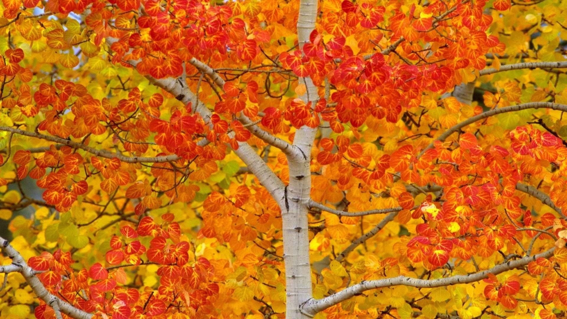 Birch tree in autumn, Birch tree, 1920x1080 Full HD Desktop