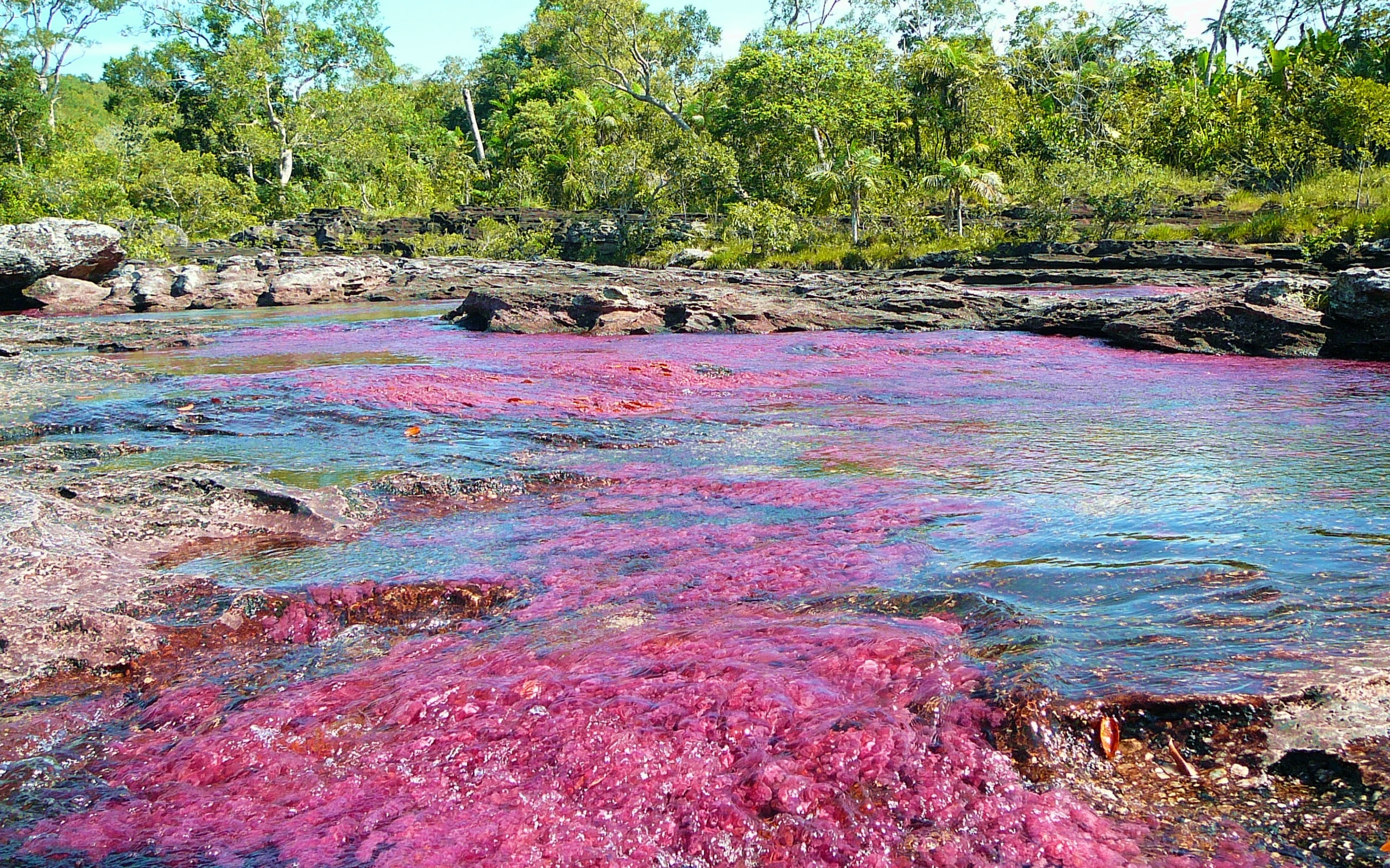 Serrania de la Macarena, Cao Cristales, HD wallpaper, Natural beauty, 2560x1600 HD Desktop