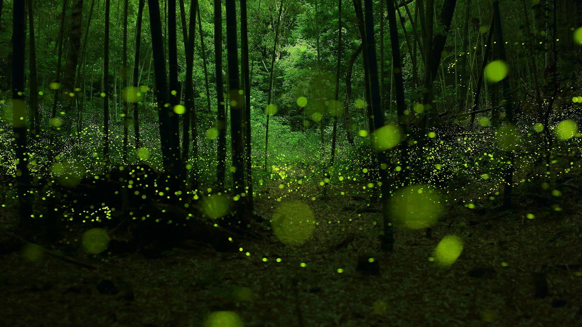 Firefly wonder, Tiny creature, Delicate charm, Botanical interaction, 1920x1080 Full HD Desktop