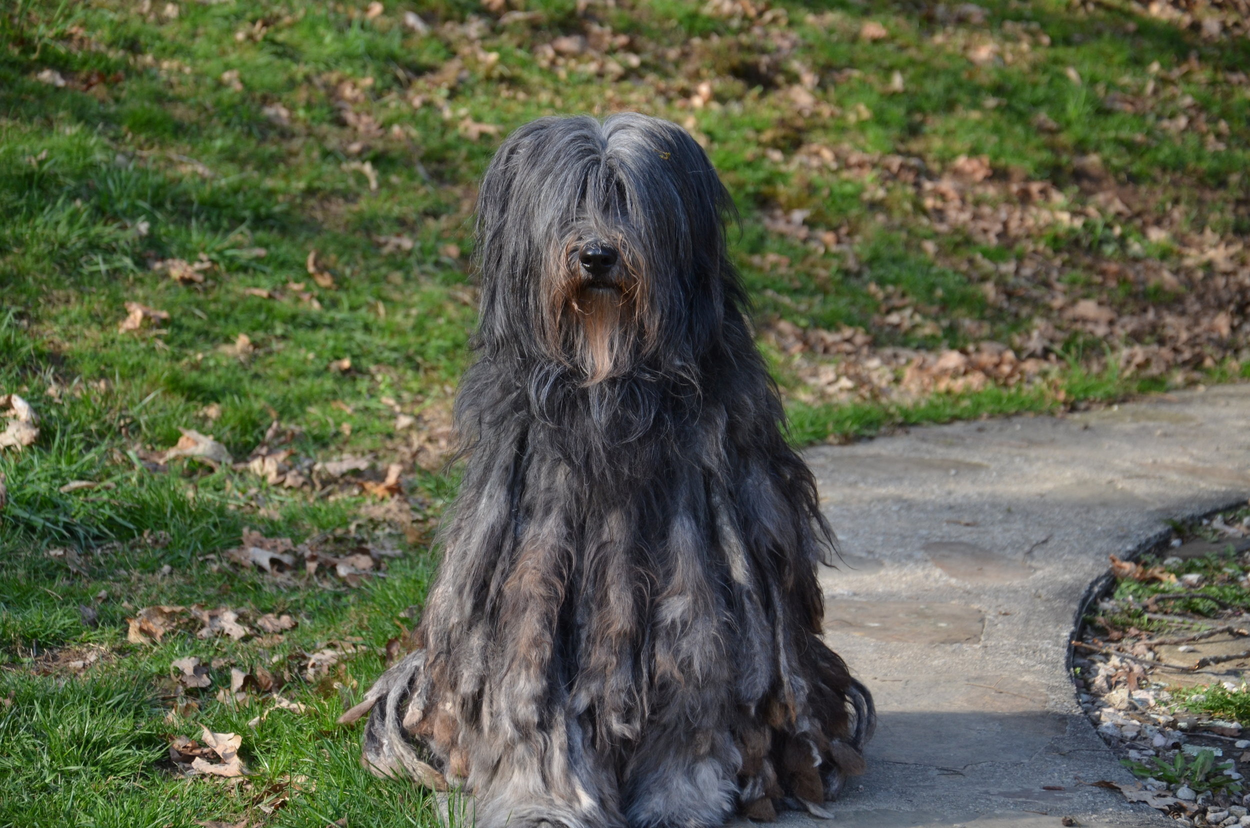 Bergamasco, Care and grooming, Shepherd association, Canada, 2500x1660 HD Desktop