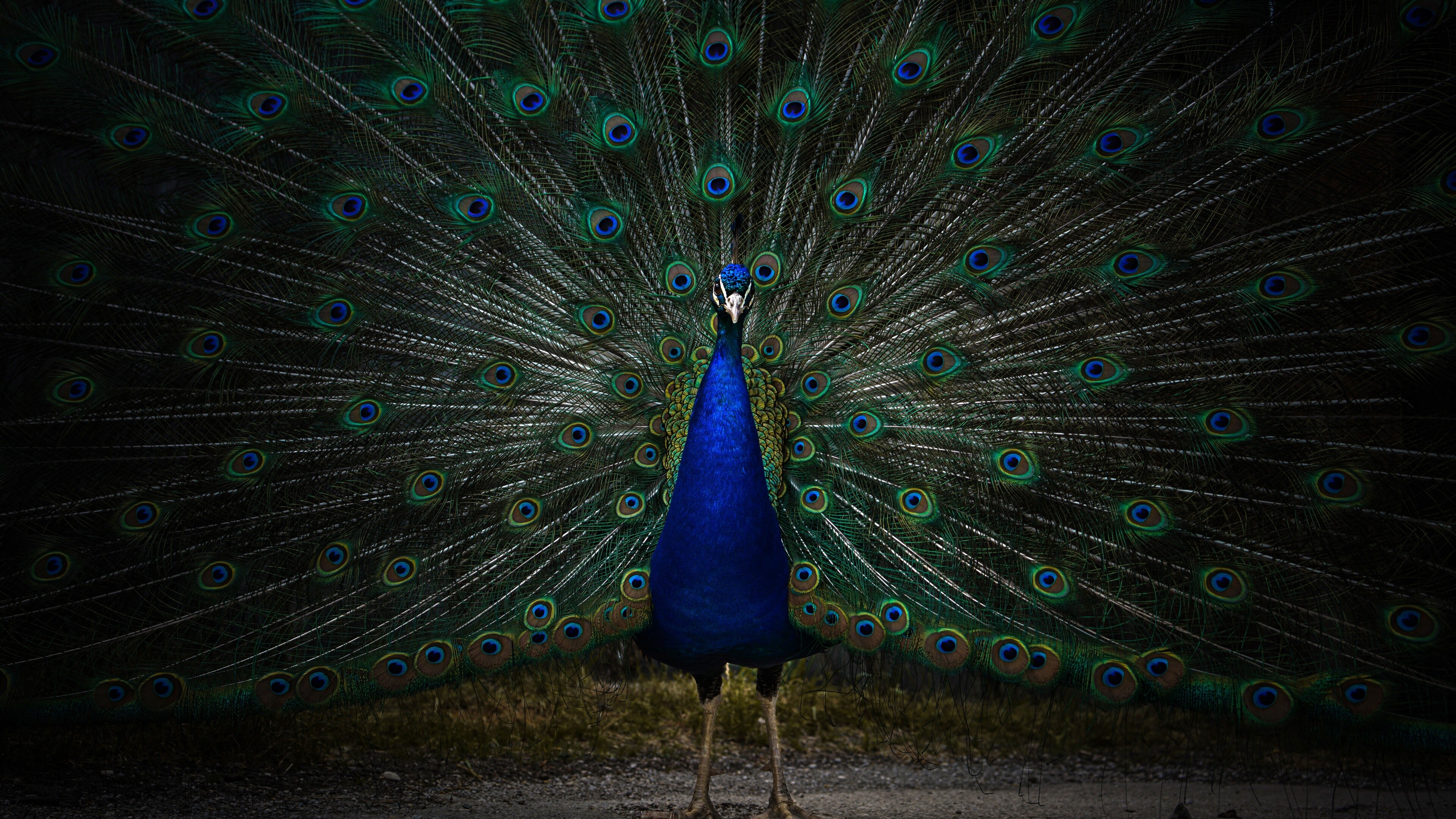 Peacock beauty, Zoo's treasure, Dark and intriguing, 8K 1707 animals, 3840x2160 4K Desktop