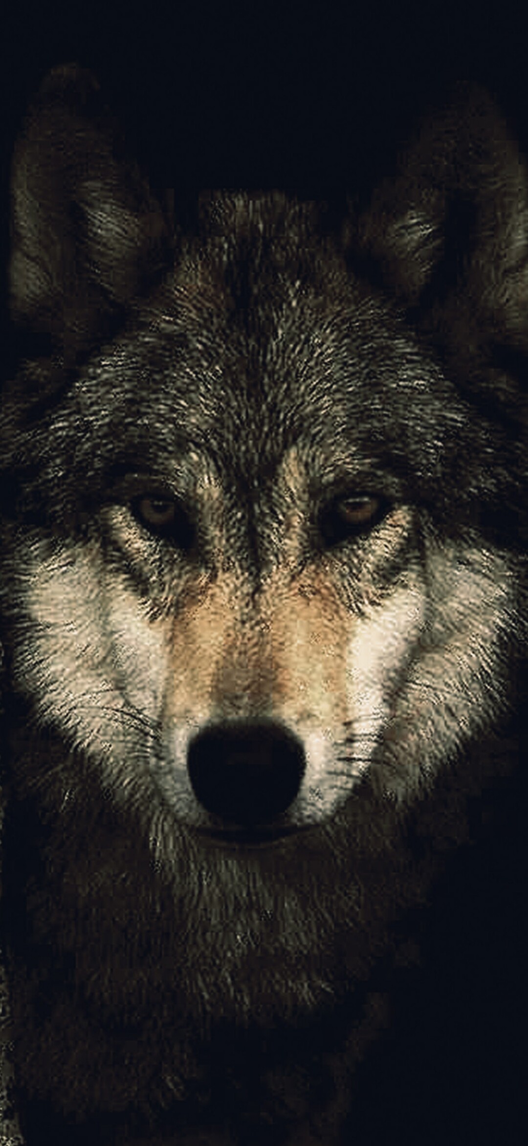 Top 4K wolf wallpapers, Ultra high resolution, Stunning details, Visual masterpiece, 1080x2340 HD Phone