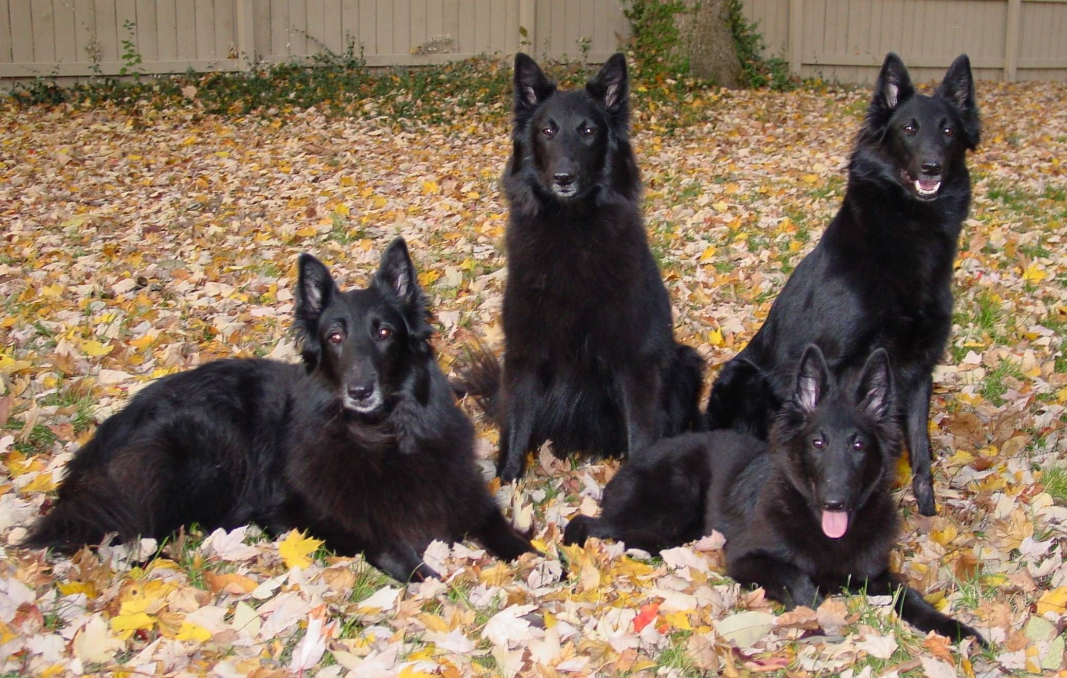 The World of Dogs, Belgian Tervuren, Dog enthusiasts, International community, 2080x1320 HD Desktop