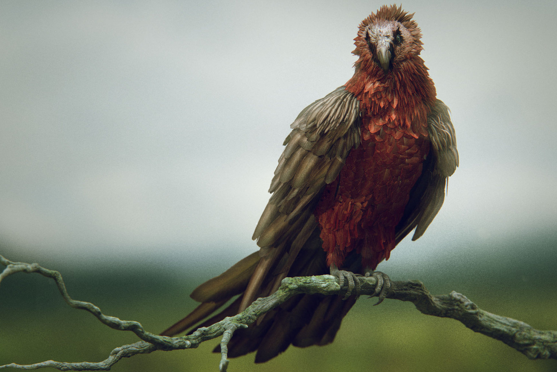 Bearded Vulture, Artstation, Bearded Vulture front, Bearded Vulture, 1920x1290 HD Desktop