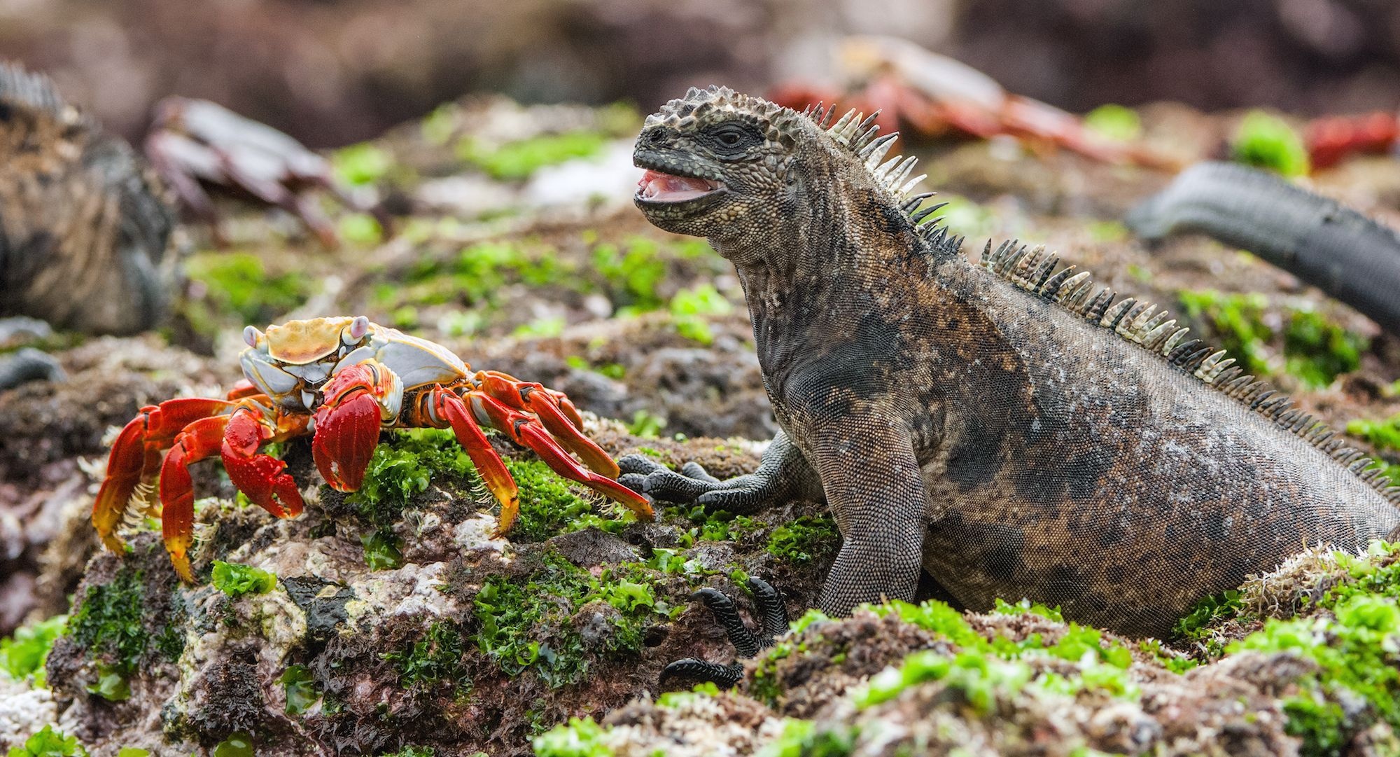 Galapagos Islands, National Geographic, Ecological wonder, Ecuador travel, 2000x1090 HD Desktop