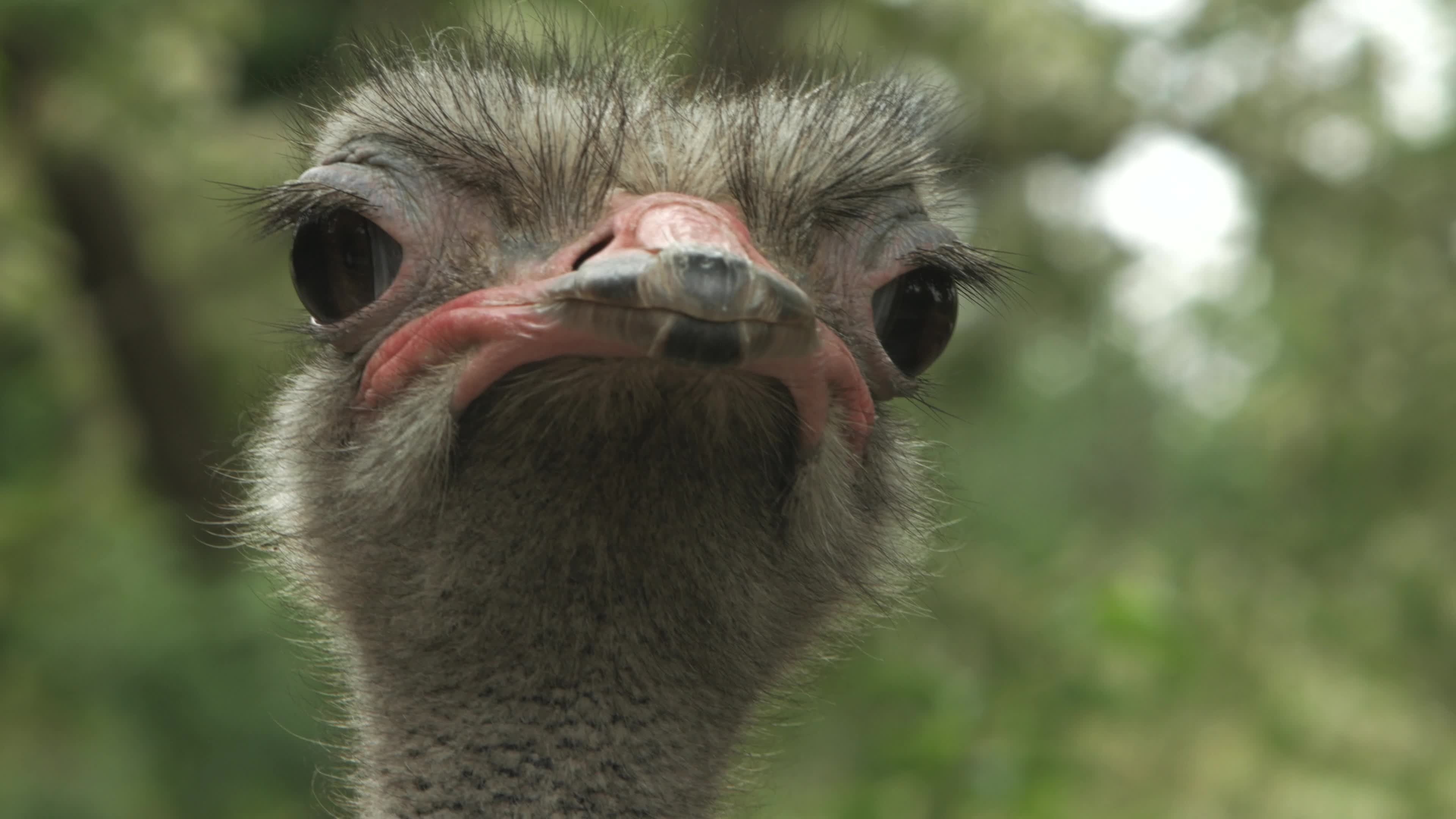 Expressive eyes, Ostrich in motion, Intriguing footage, Visual storytelling, 3840x2160 4K Desktop