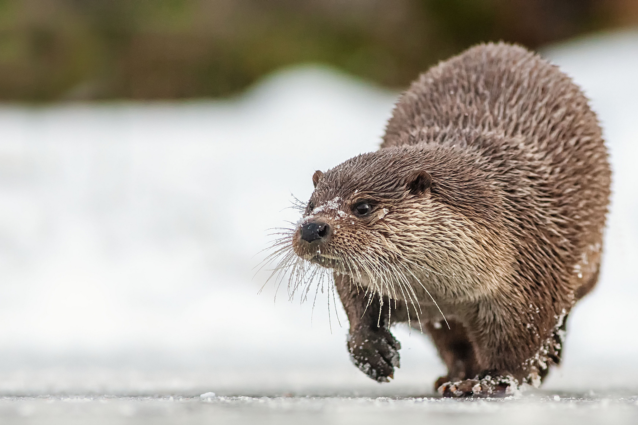 Various otter wallpapers, Oceanic delight, Explore their world, Nature's playful wonders, 2050x1370 HD Desktop